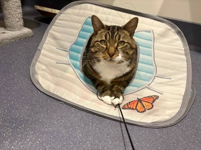 Farmer Marley, domestic shorthair for adoption in London