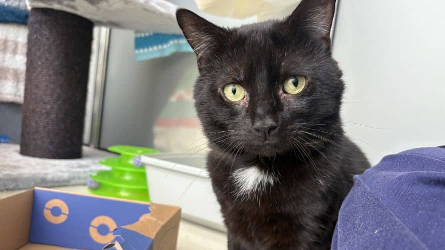 Hank, domestic shorthair for adoption in London