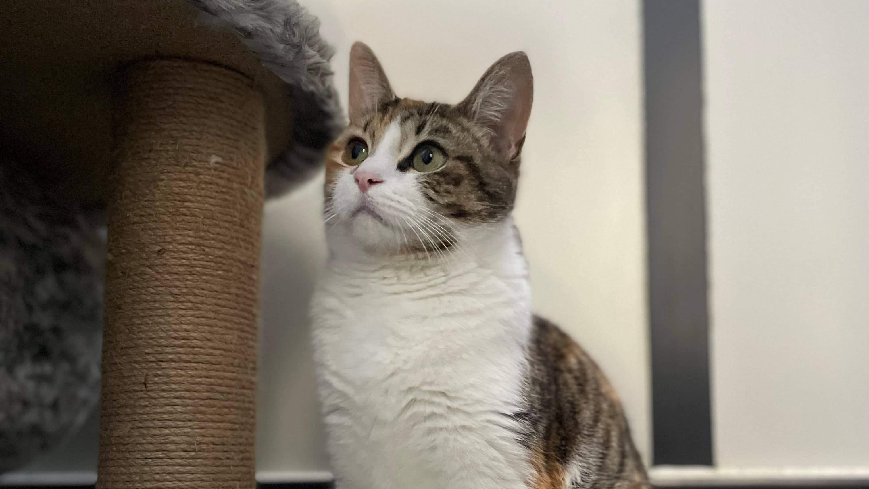 Nisa, domestic shorthair for adoption in London