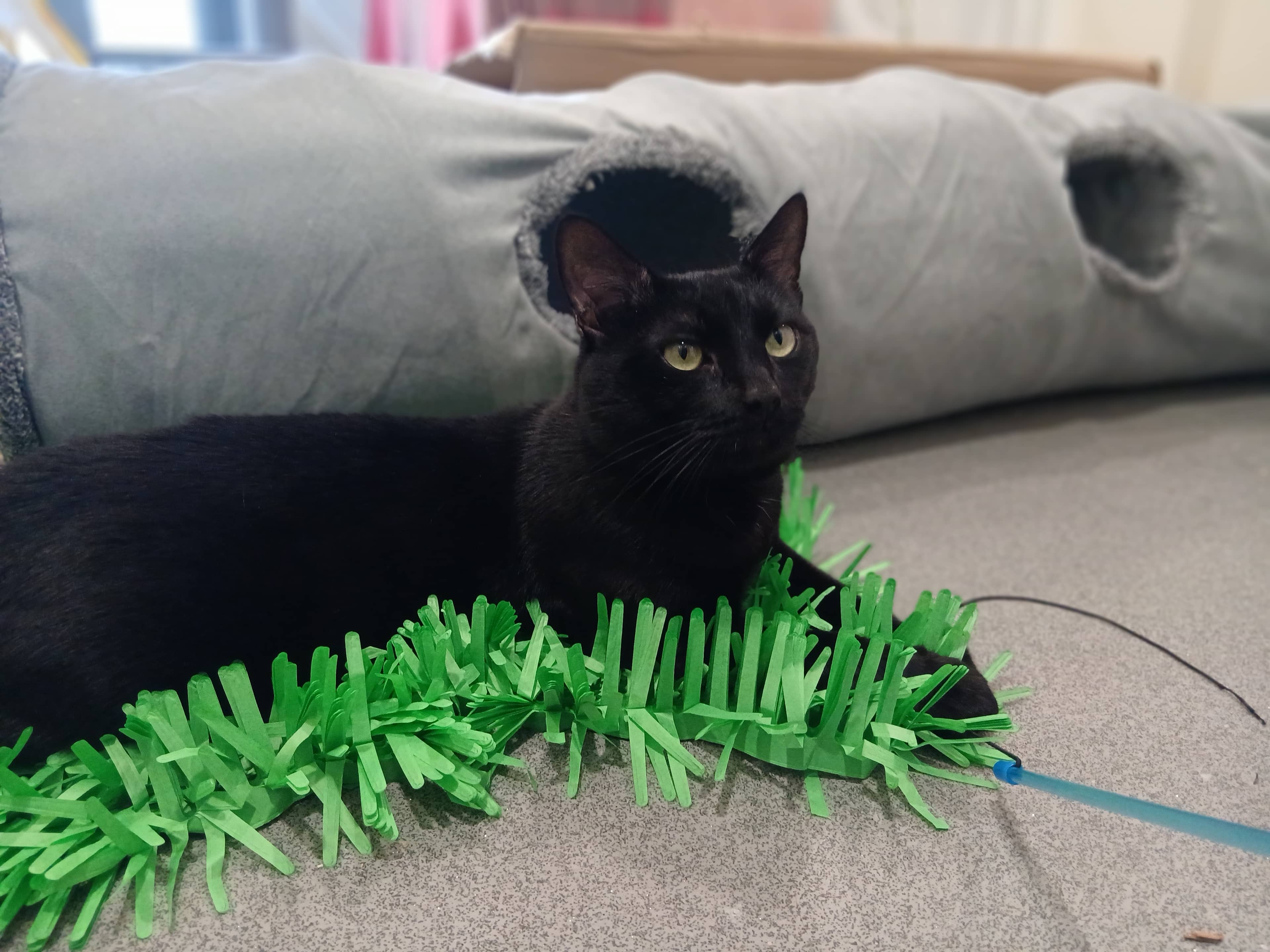 Hawk, domestic shorthair for adoption in London