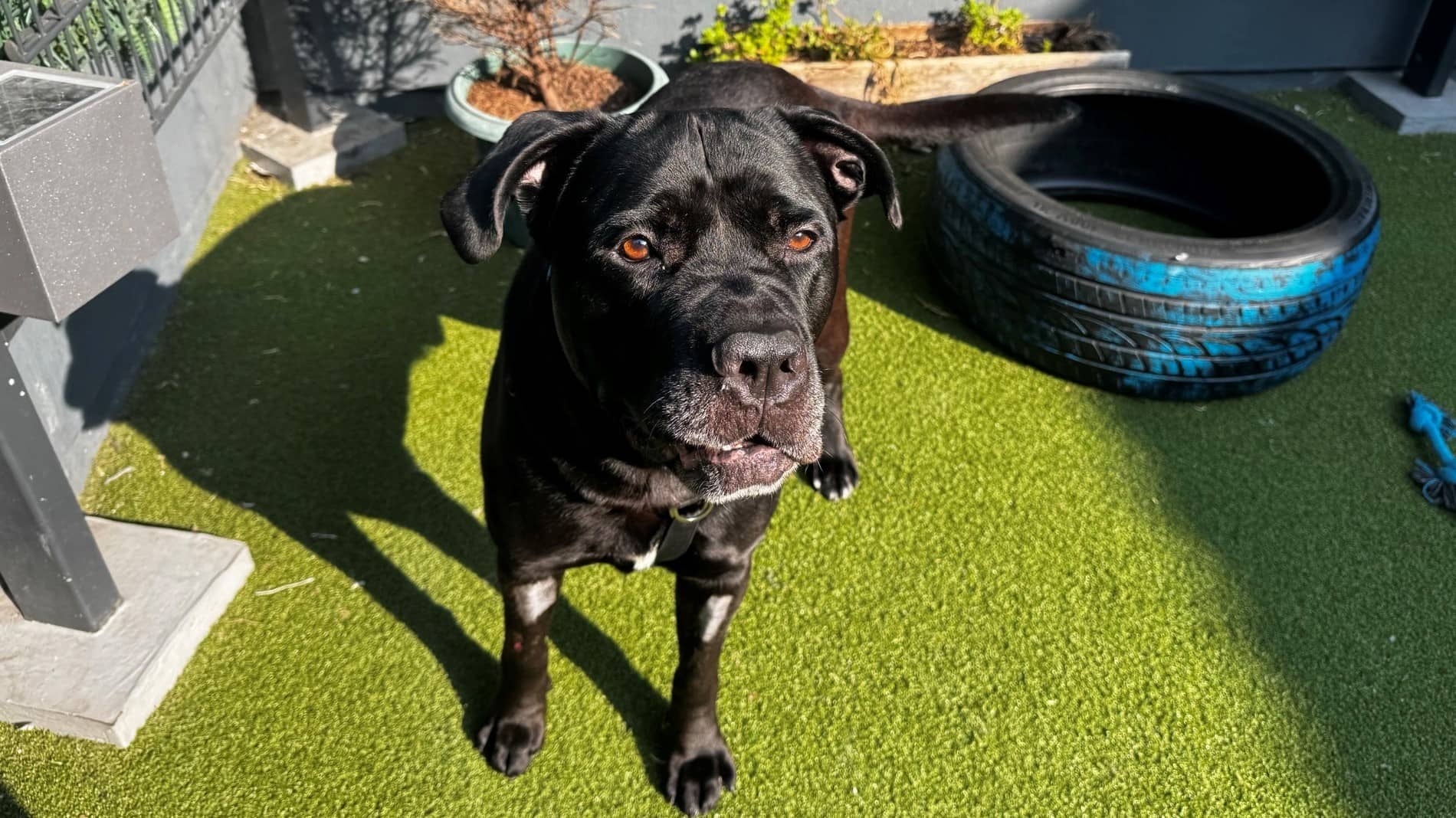 Rocky, cane corso for adoption in London