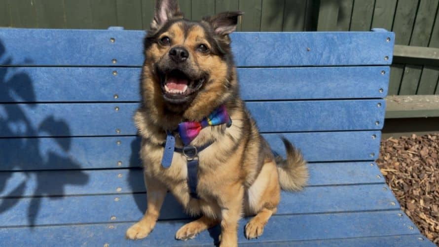 Opie, photo 5