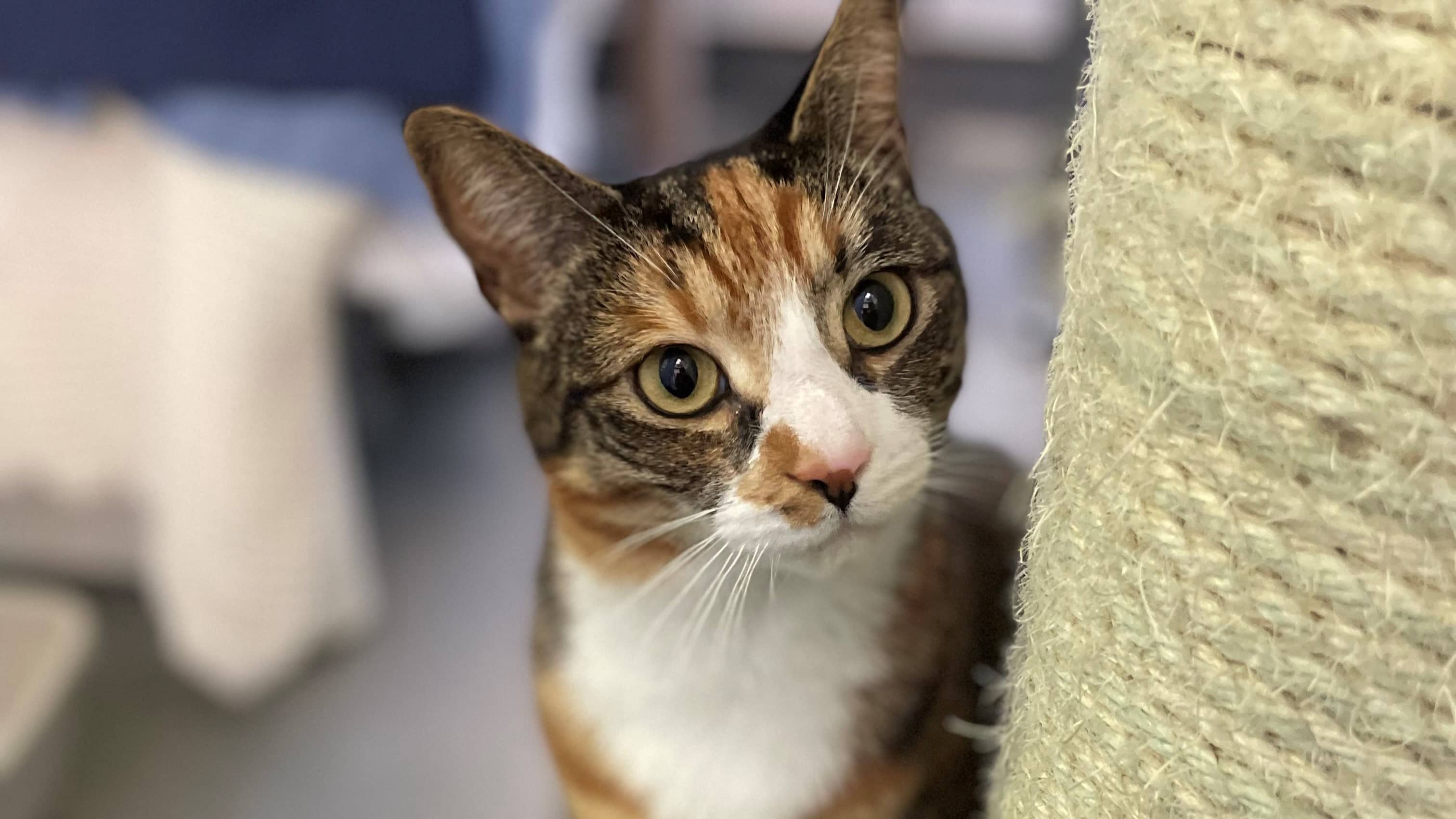Mew Sanders, domestic shorthair for adoption in London