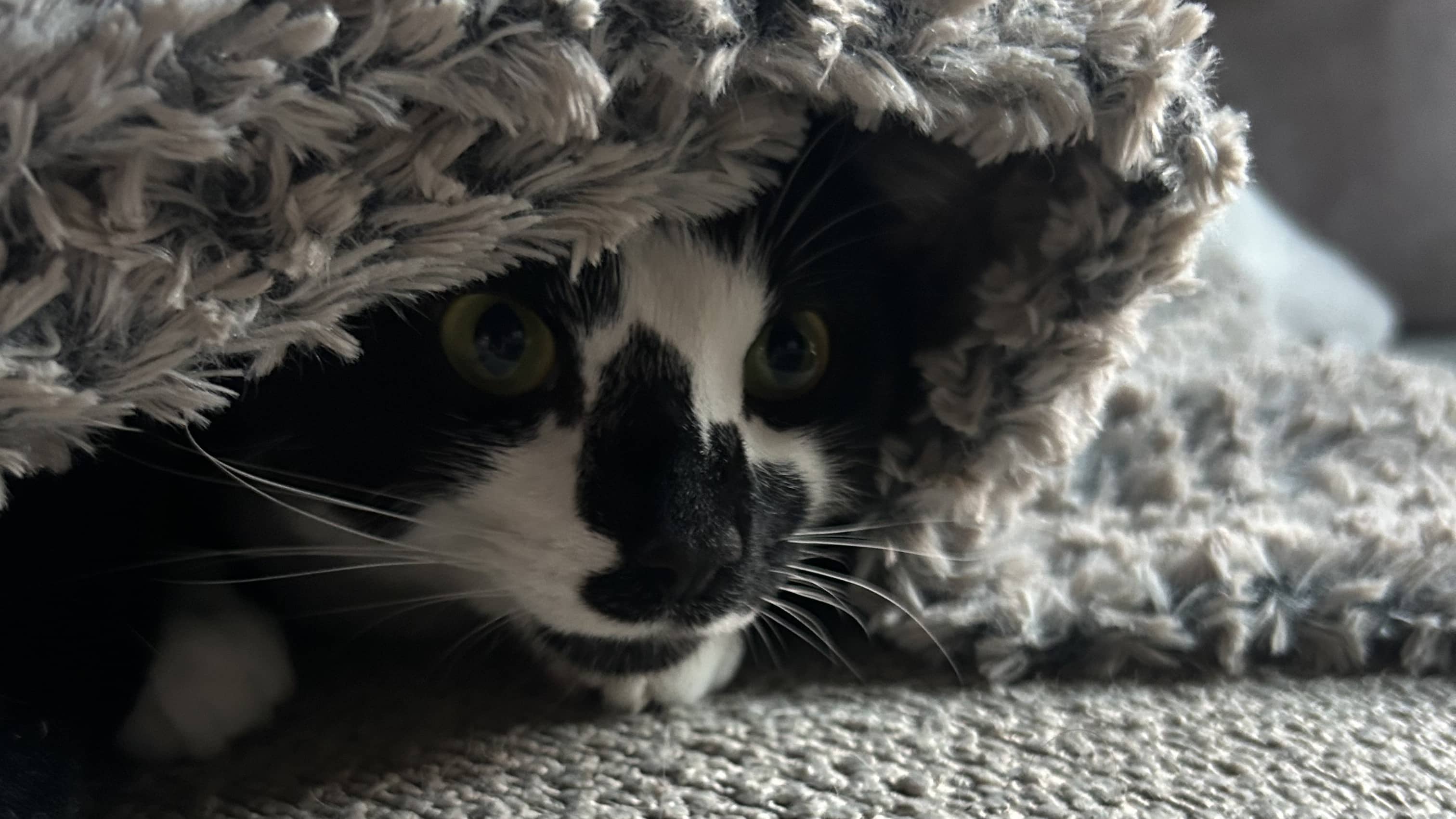 Pimlico, domestic shorthair for adoption in London