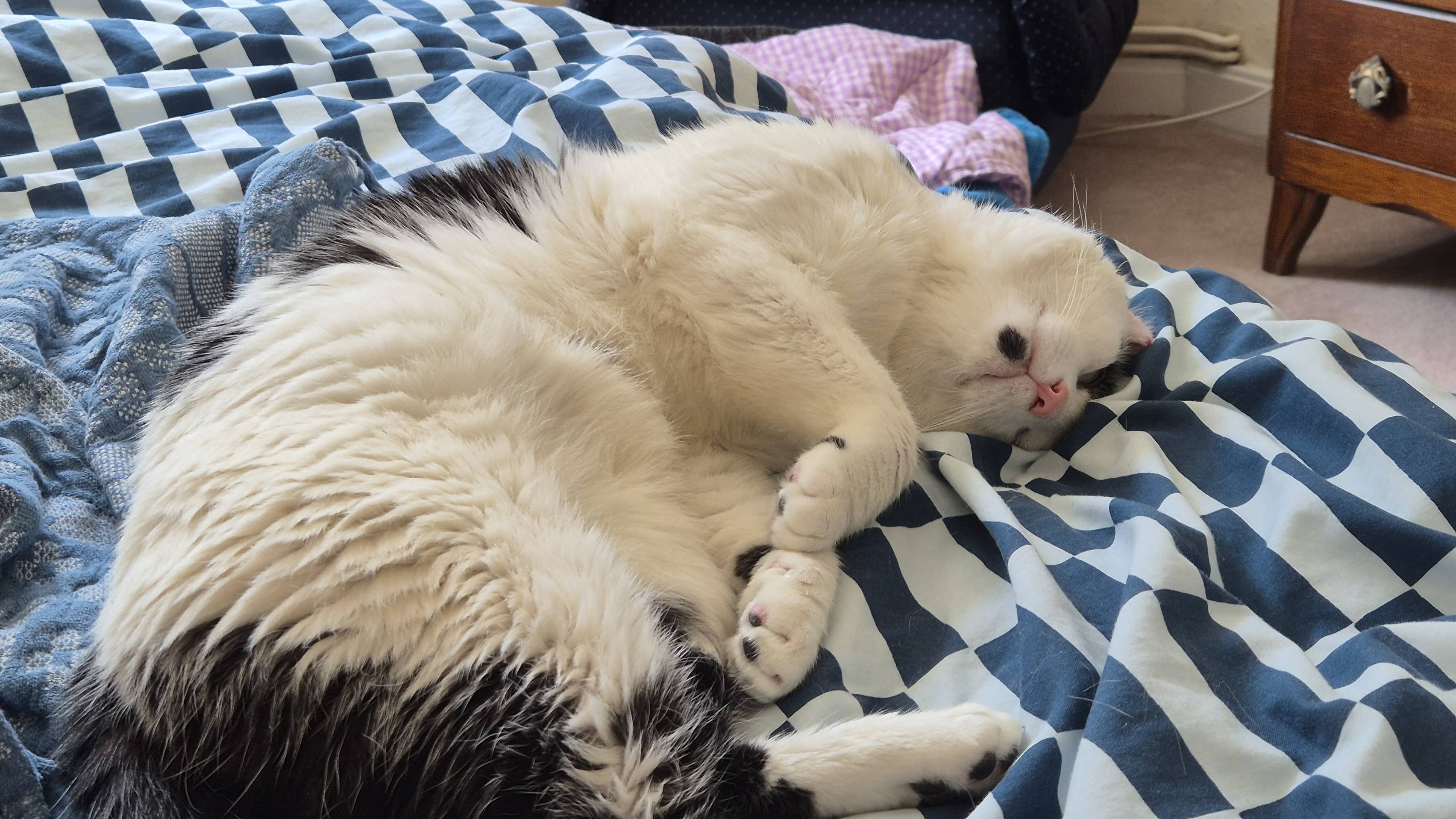 Bob Pawtimer, photo 4