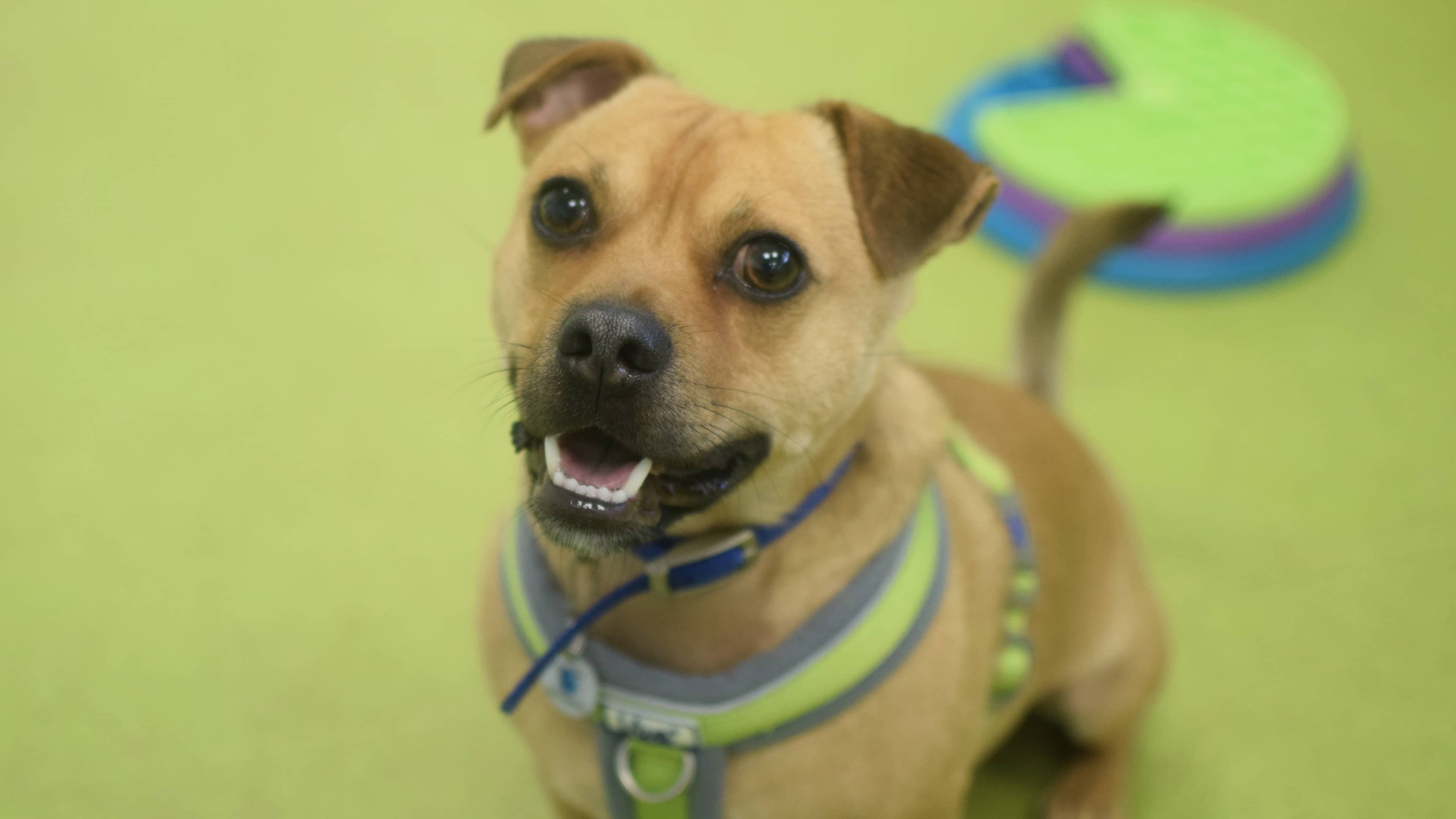 Tails, jack russell terrier for adoption in London