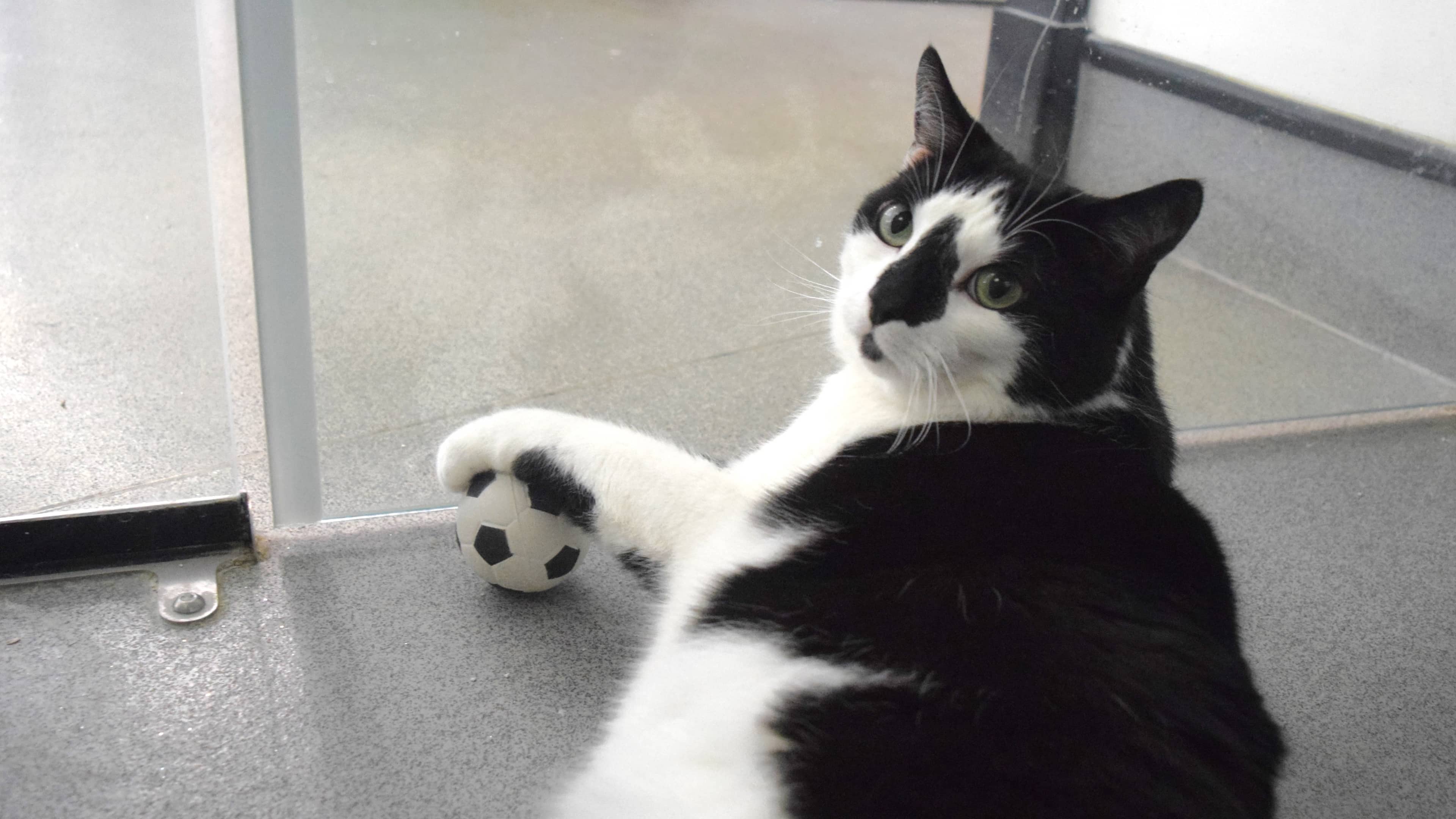 Bellingham, domestic shorthair for adoption in London