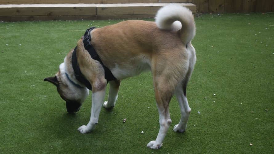 Kenji, akita for adoption in Old Windsor
