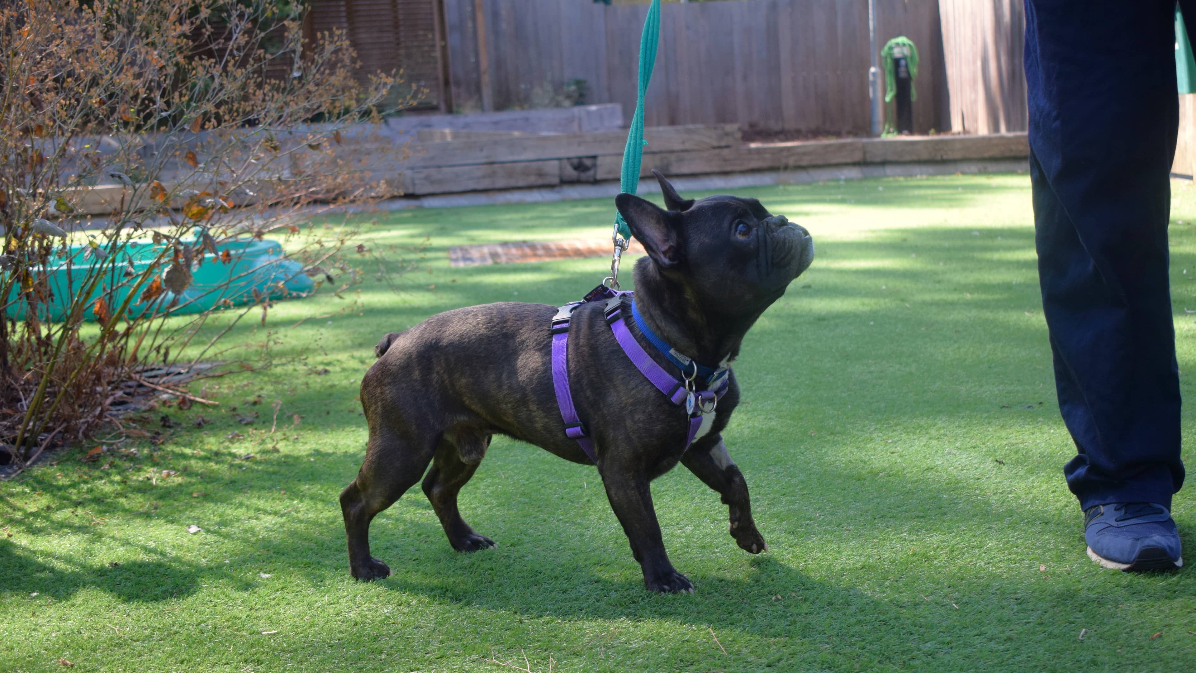 Pierre, french bulldog for adoption in London