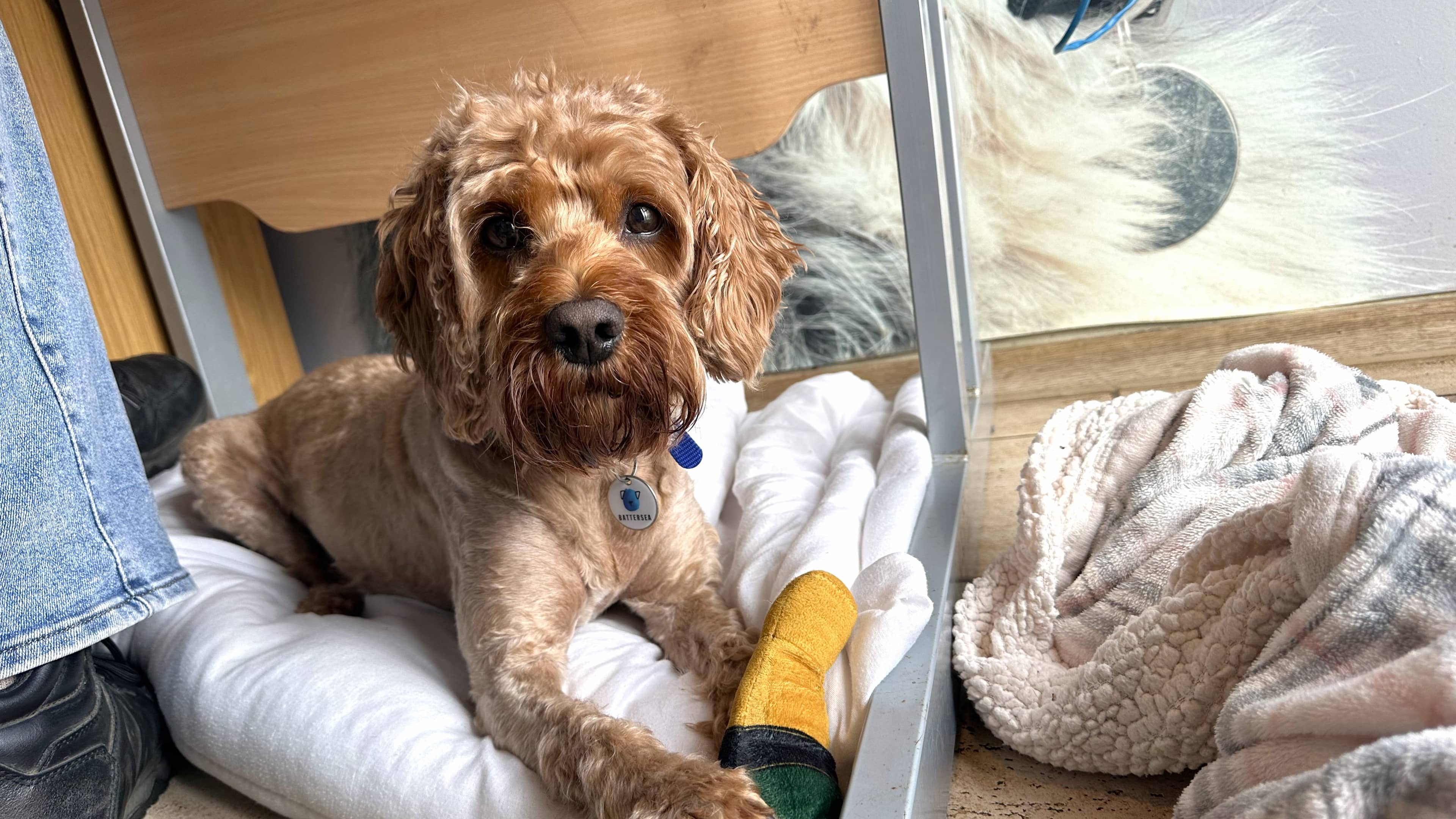 Jack, cavapoo for adoption in Old Windsor
