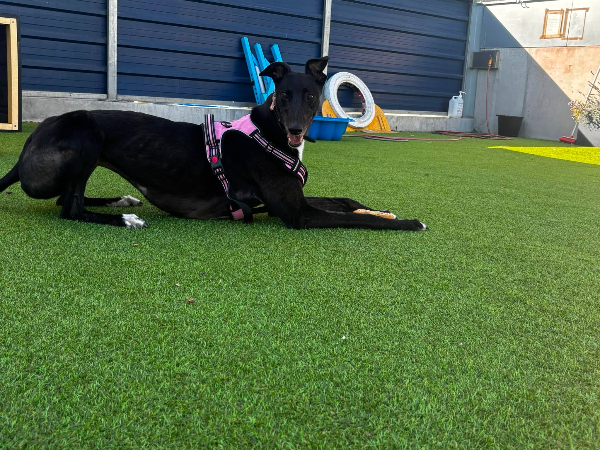 Sarah, greyhound for adoption in London