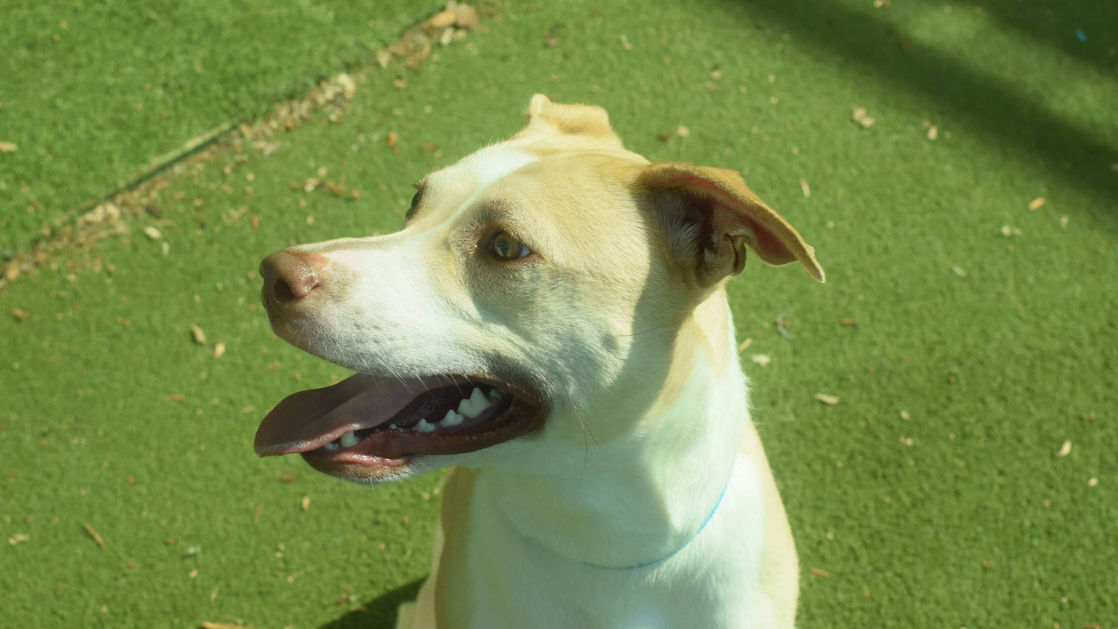 Sky, crossbreed for adoption in London