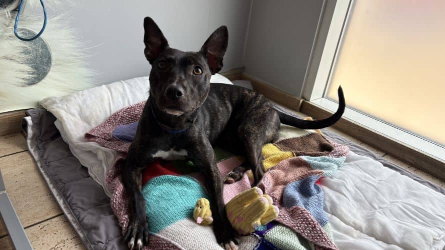 Tali, lurcher for adoption in Old Windsor