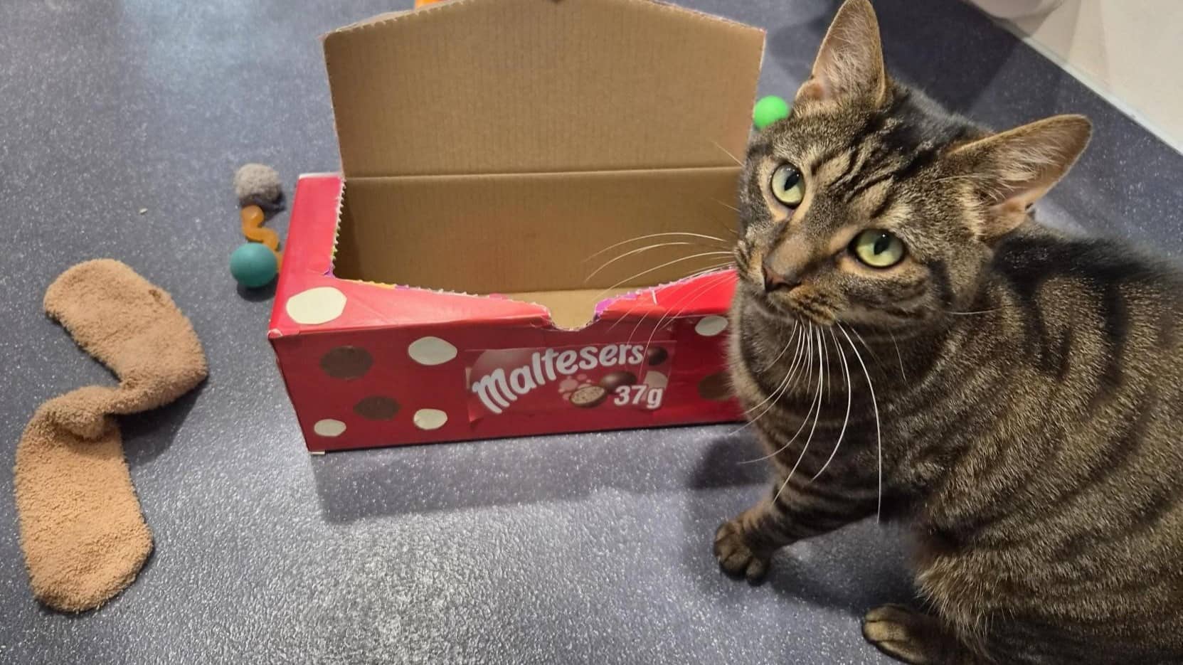 Malteser, domestic shorthair for adoption in London