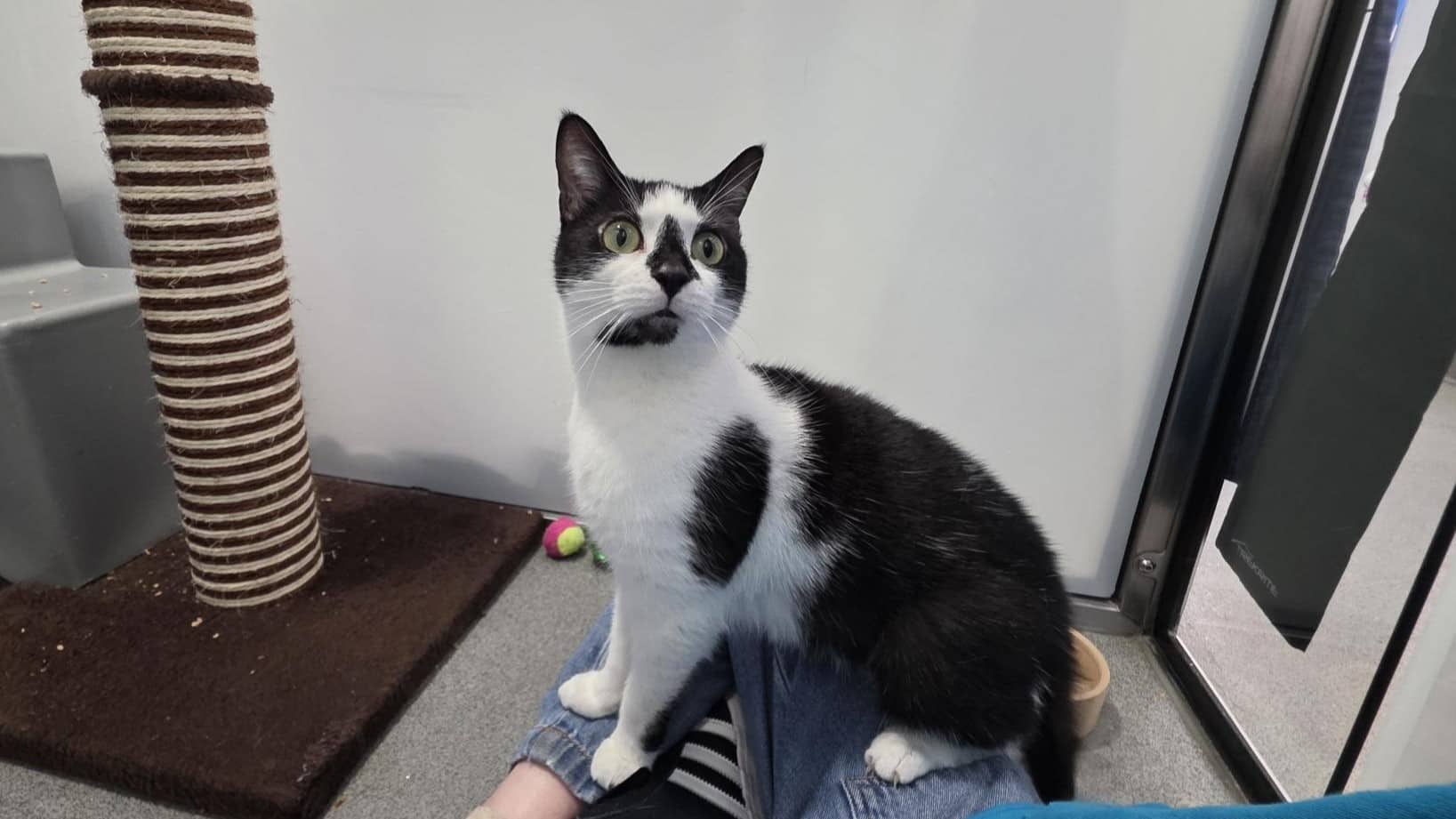 Queenie, domestic shorthair for adoption in London