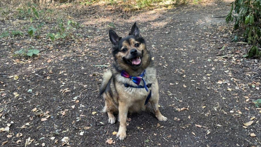 Opie, photo 3