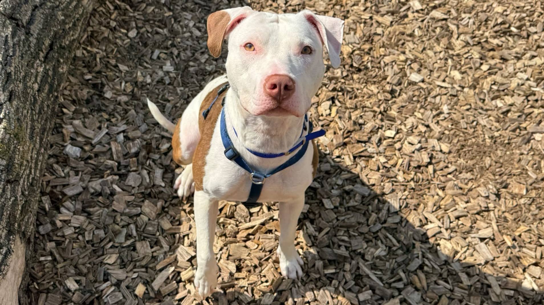 Sienna, staff bull terrier for adoption in London