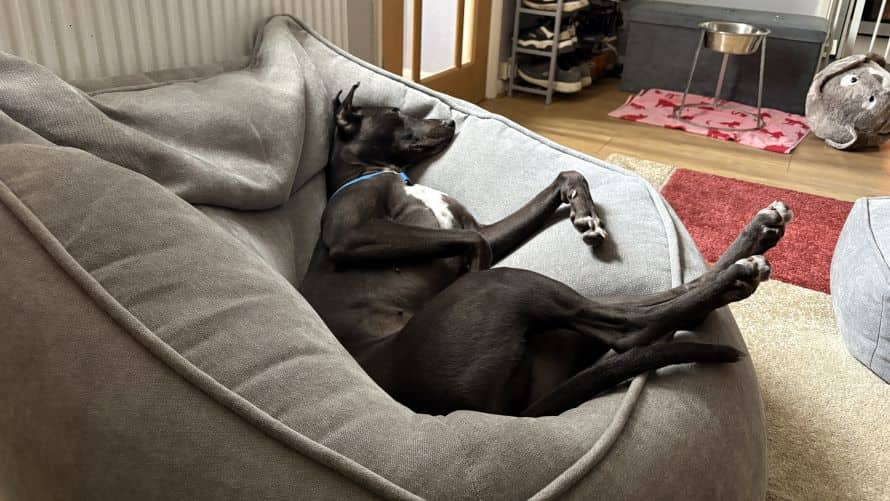 Jasmine, lurcher for adoption in London