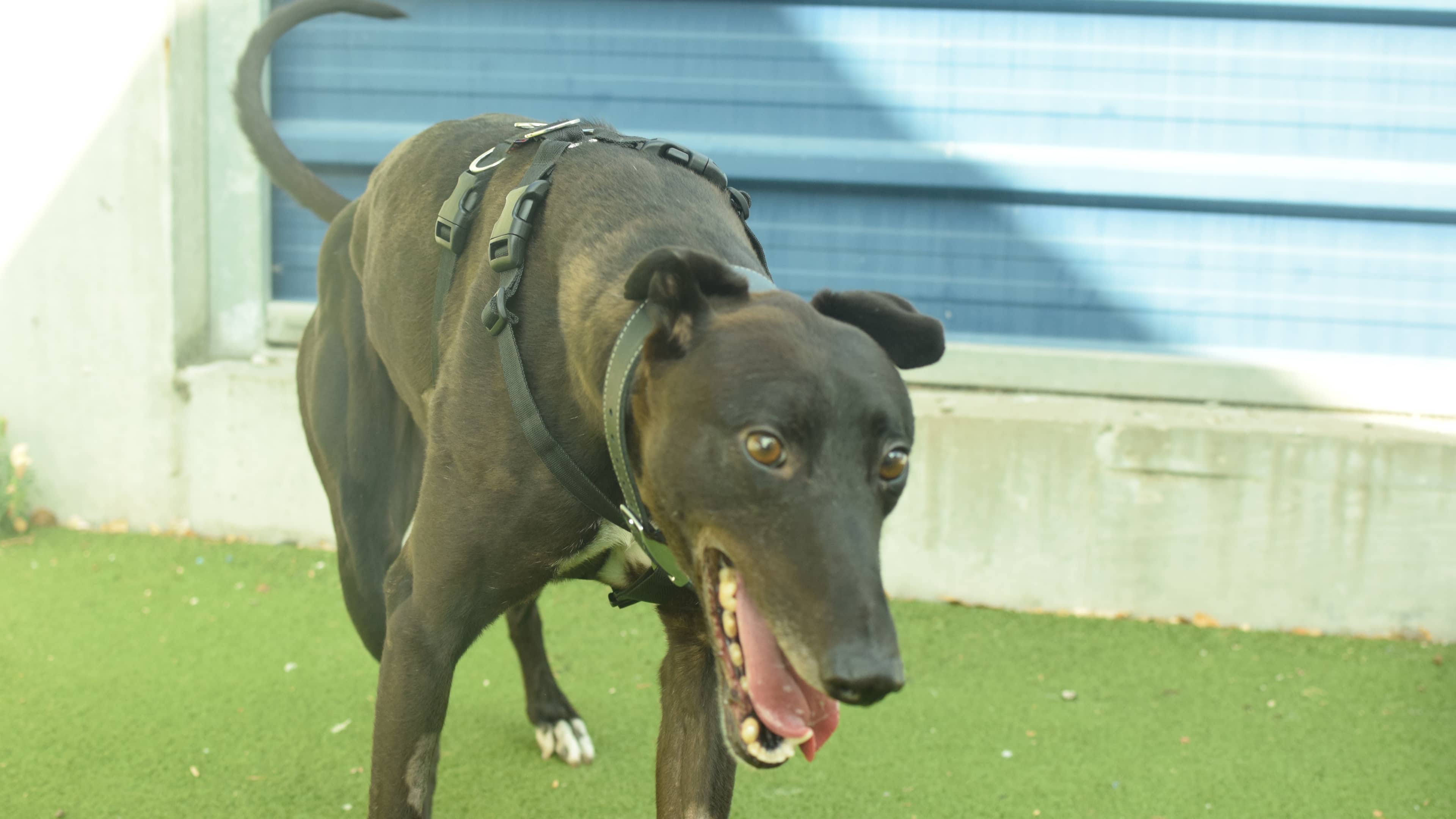 Roar, greyhound for adoption in London