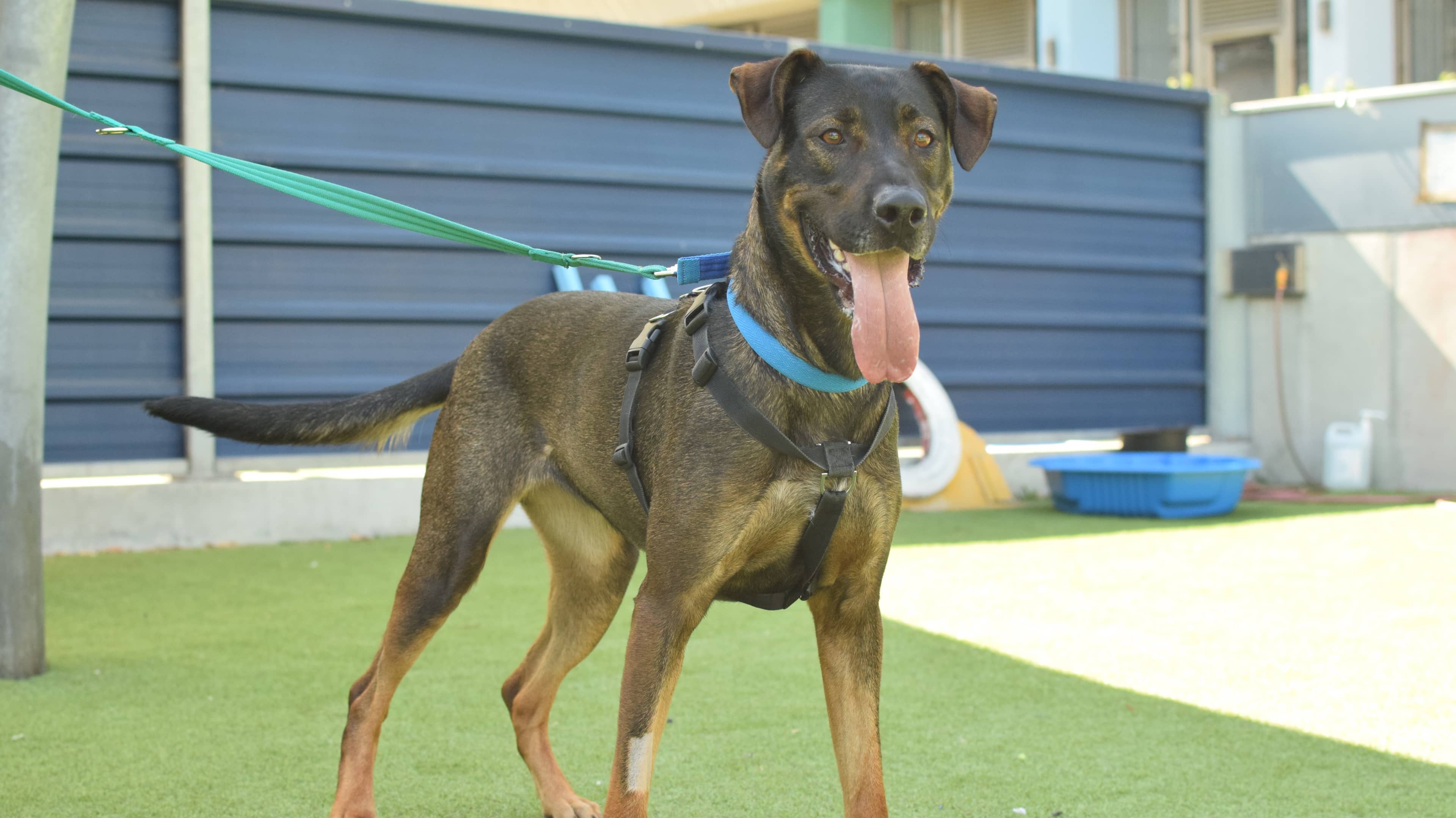 Peach, german shepherd for adoption in London