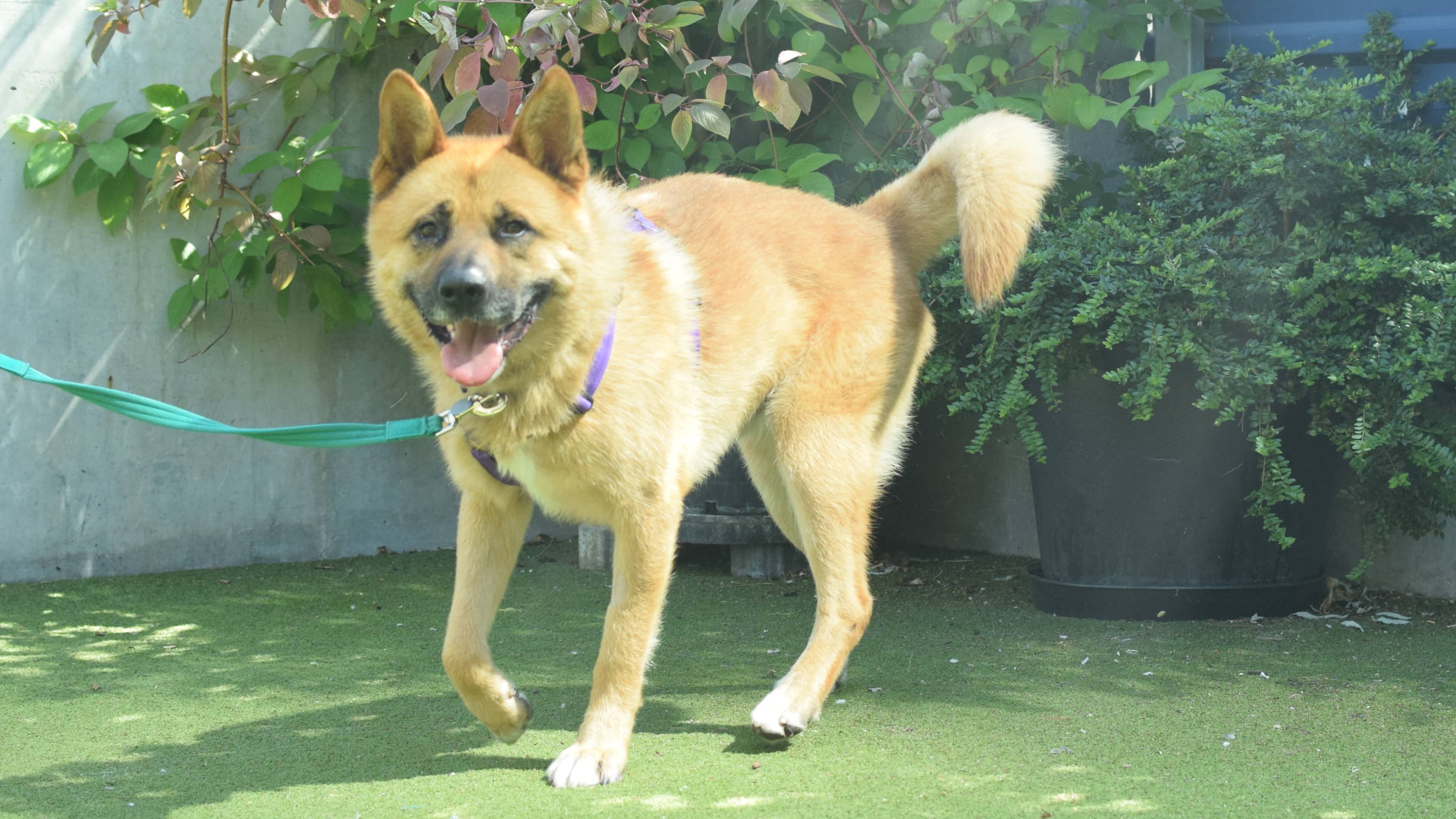 Canelo, akita for adoption in London