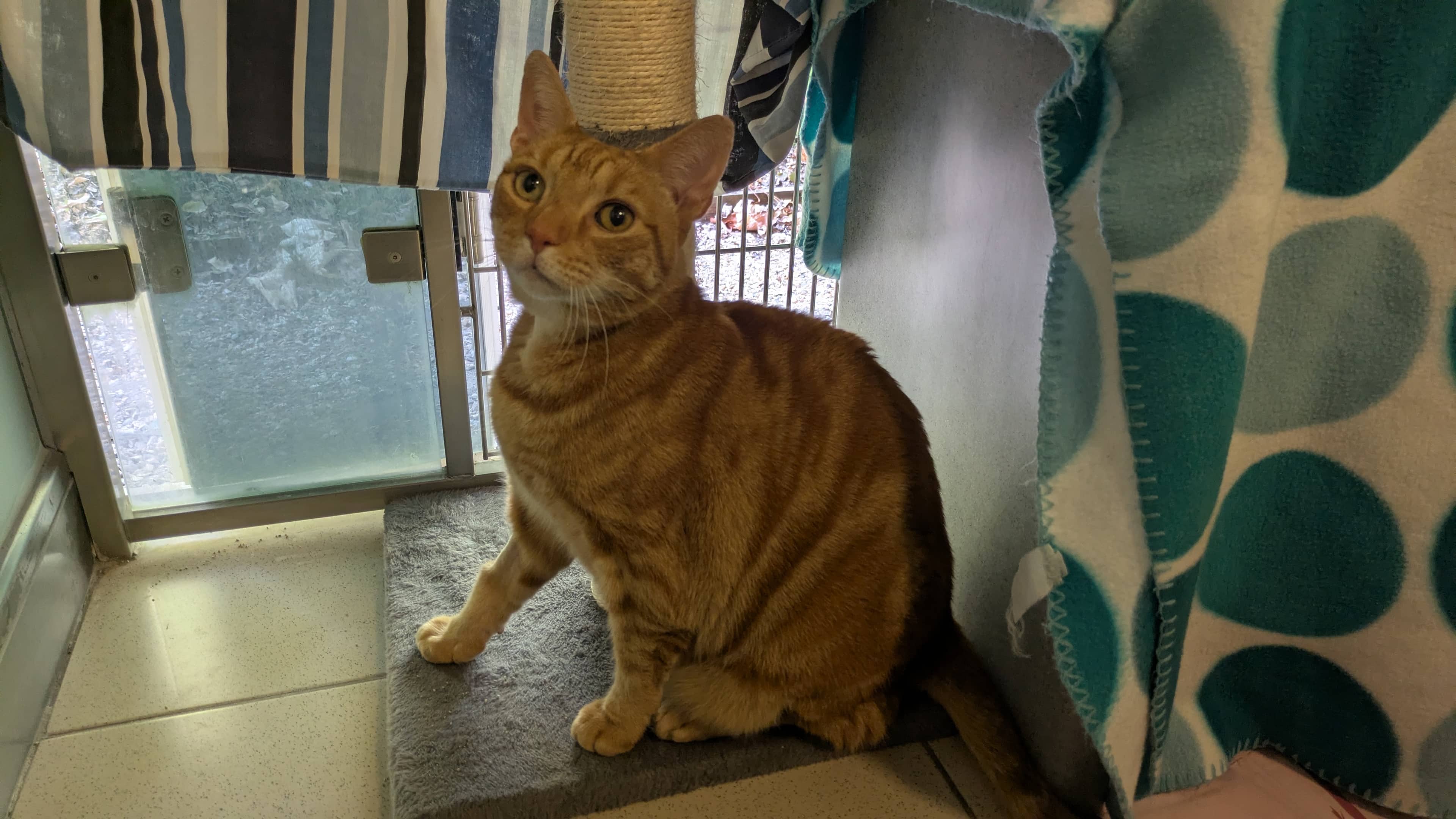 Mr G, domestic shorthair for adoption in Old Windsor