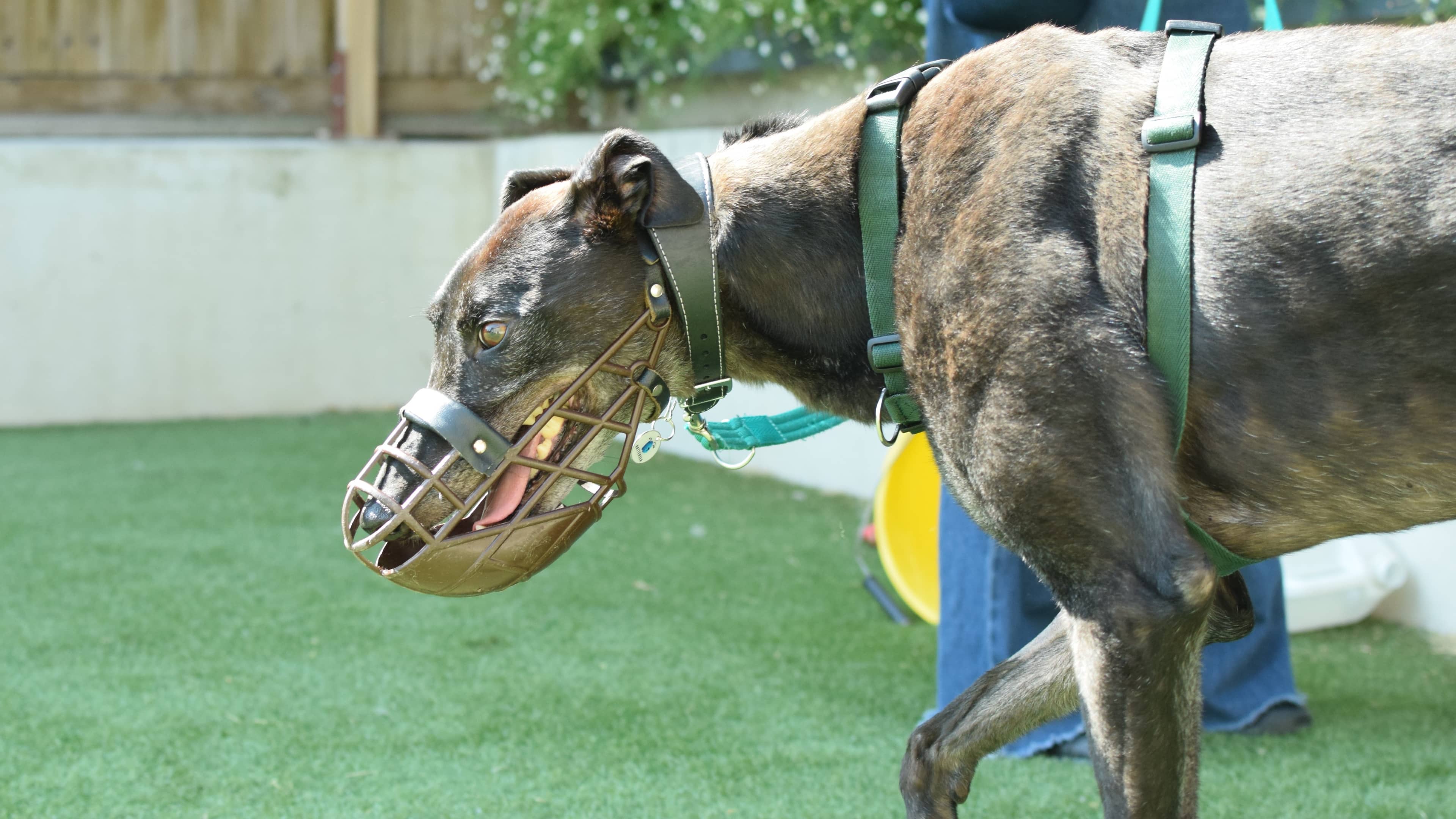Gary, greyhound for adoption in London