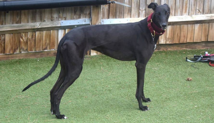 Twinkle, greyhound for adoption in Old Windsor