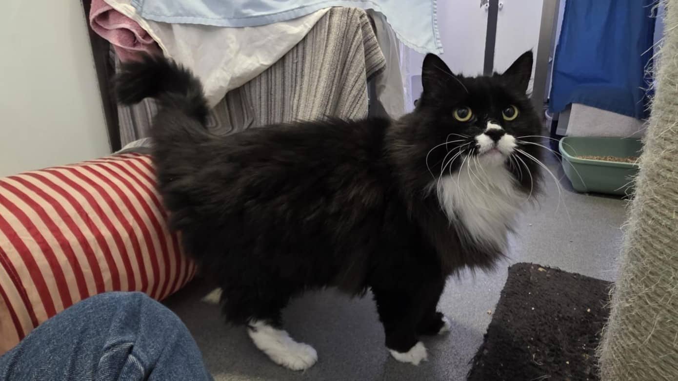 Angel, domestic mediumhair for adoption in London