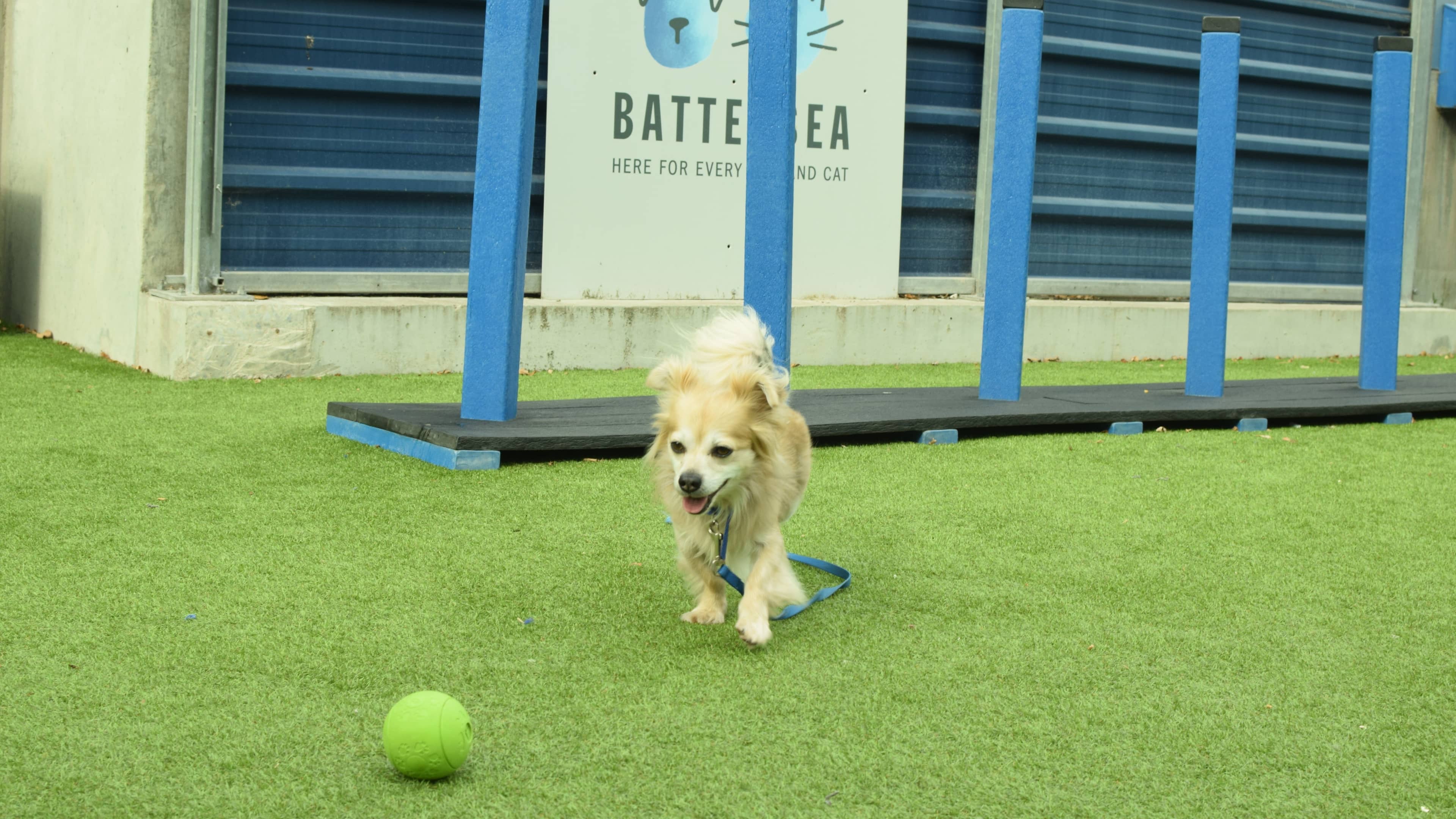 Cookie, long hr chihuahua for adoption in London