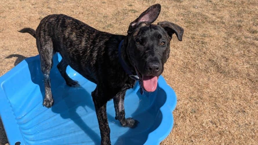 Simba, dutch shepherd for adoption in Old Windsor