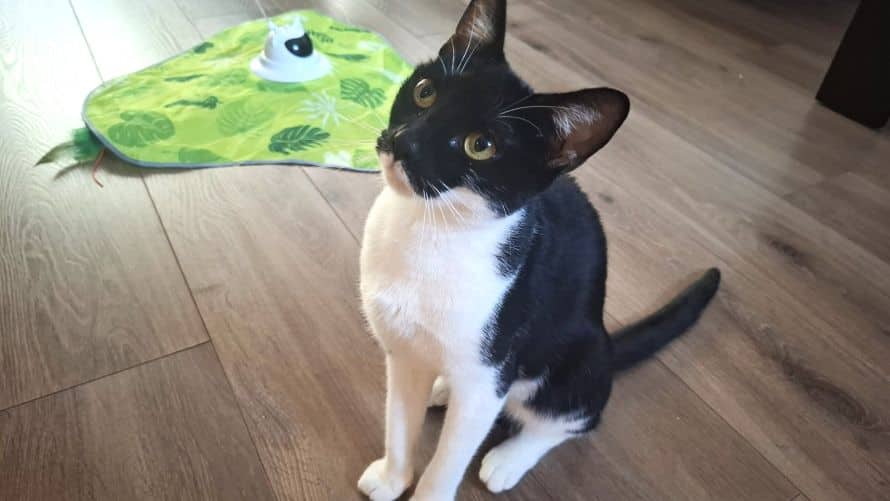 Peanut, domestic shorthair for adoption in London