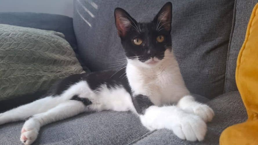Peanut, photo 3