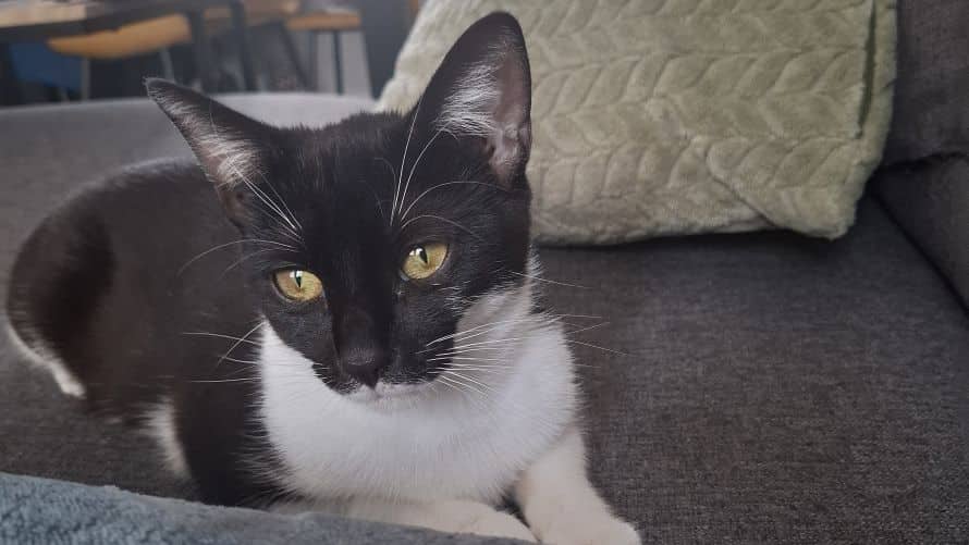 Peanut, photo 5