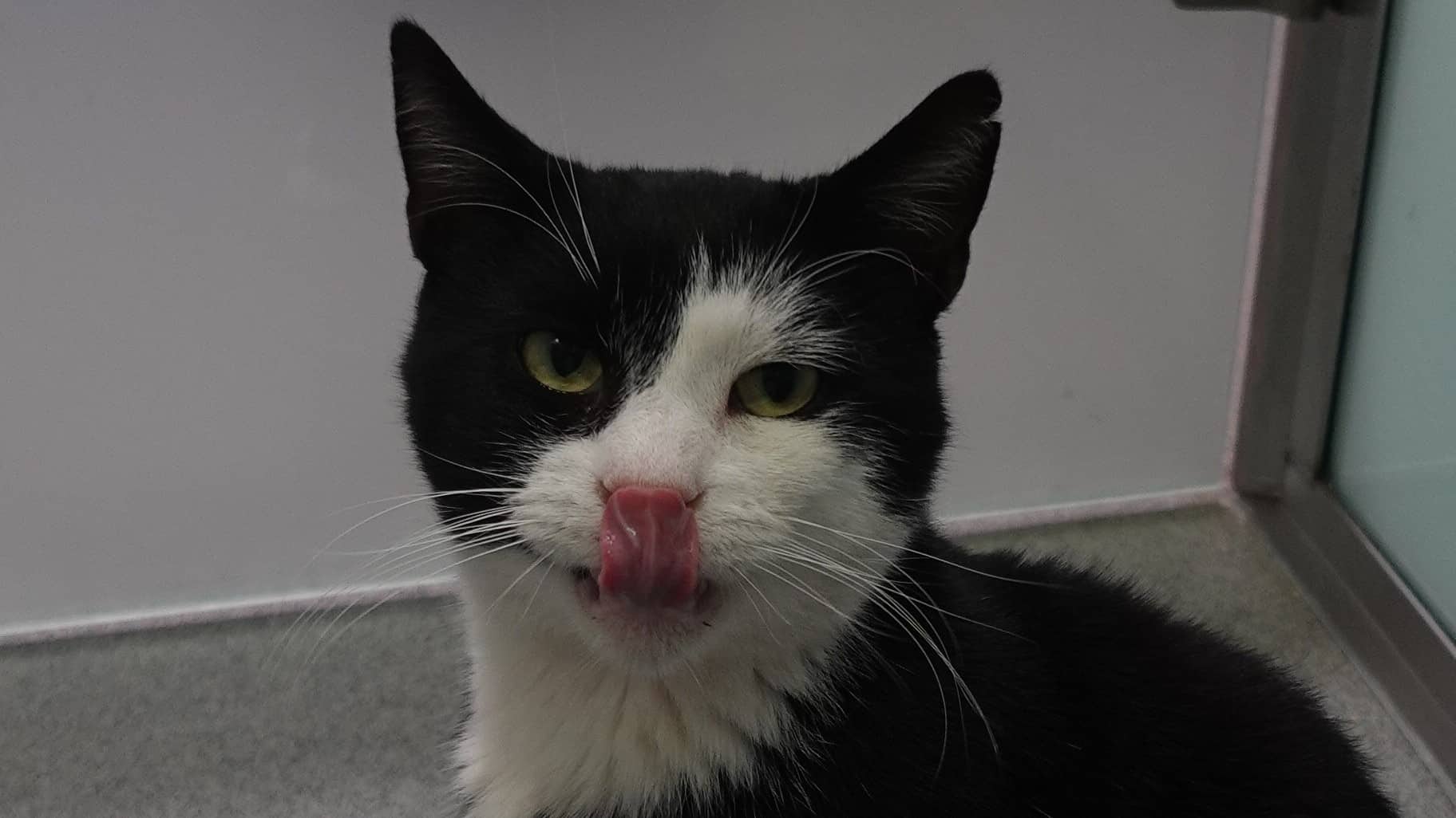 Enfield, domestic shorthair for adoption in London