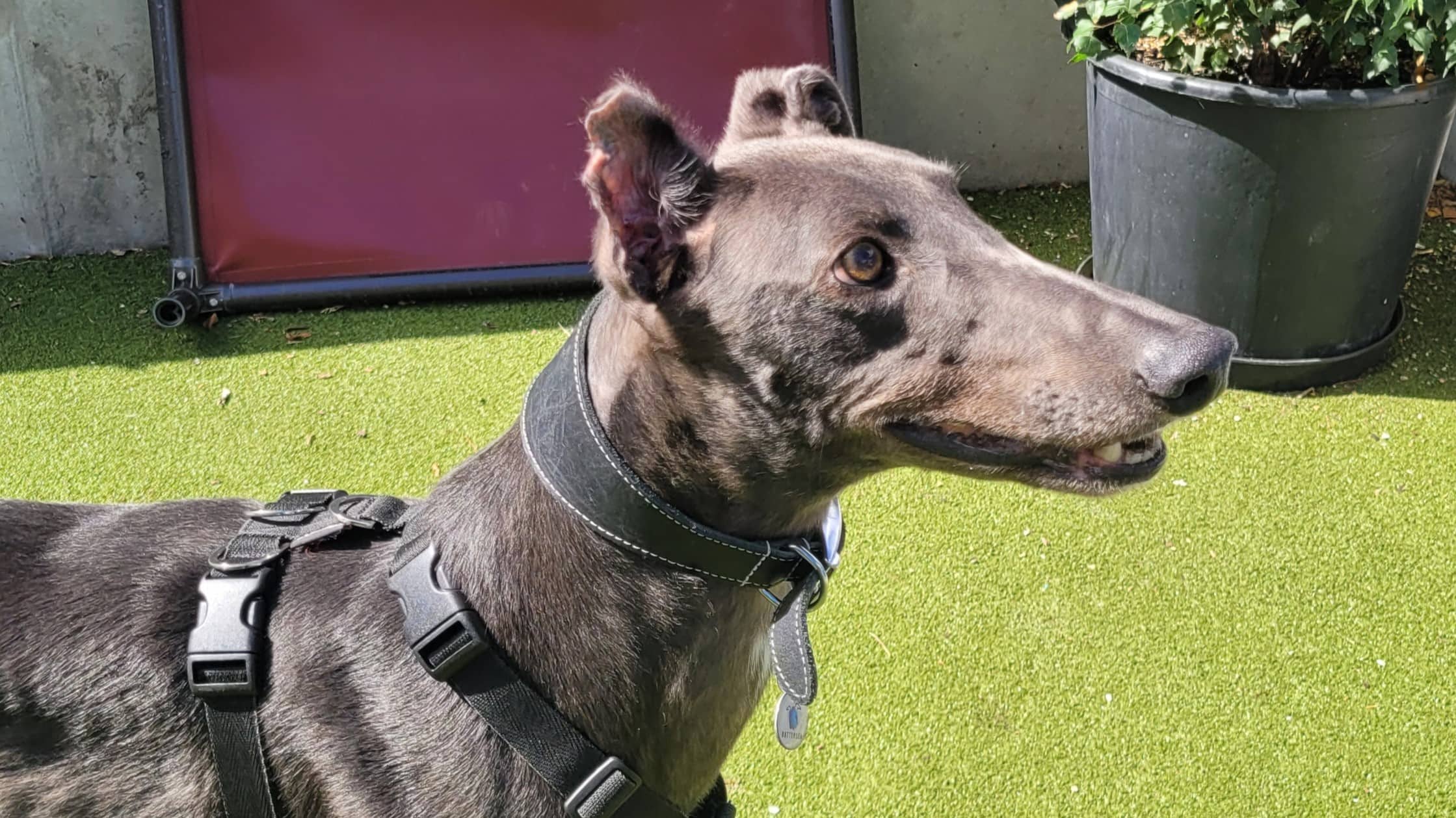 Jake, greyhound for adoption in London