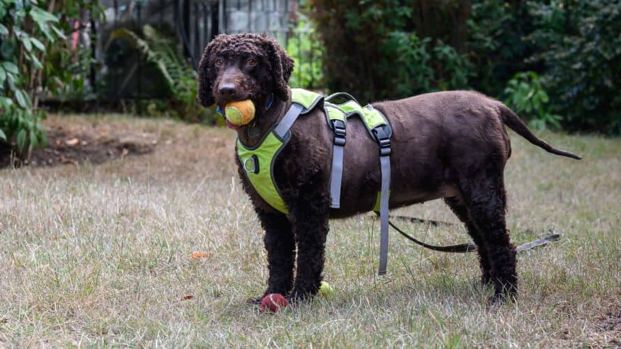 Niamh, irish water spaniel for adoption in London