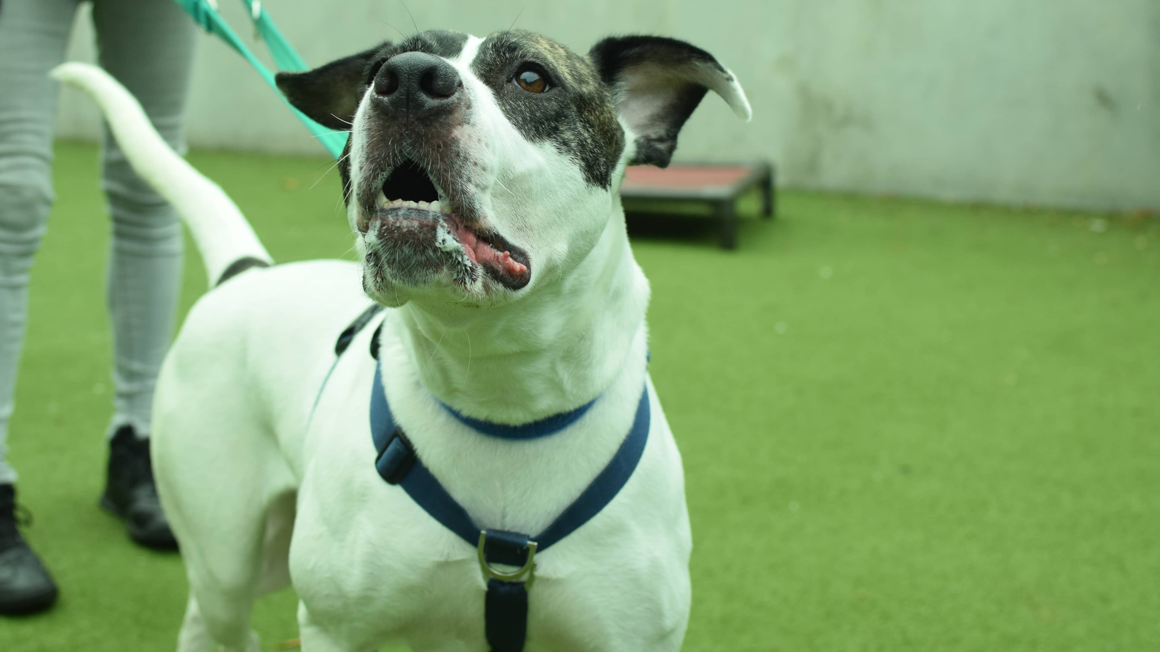 Bridget, crossbreed for adoption in London