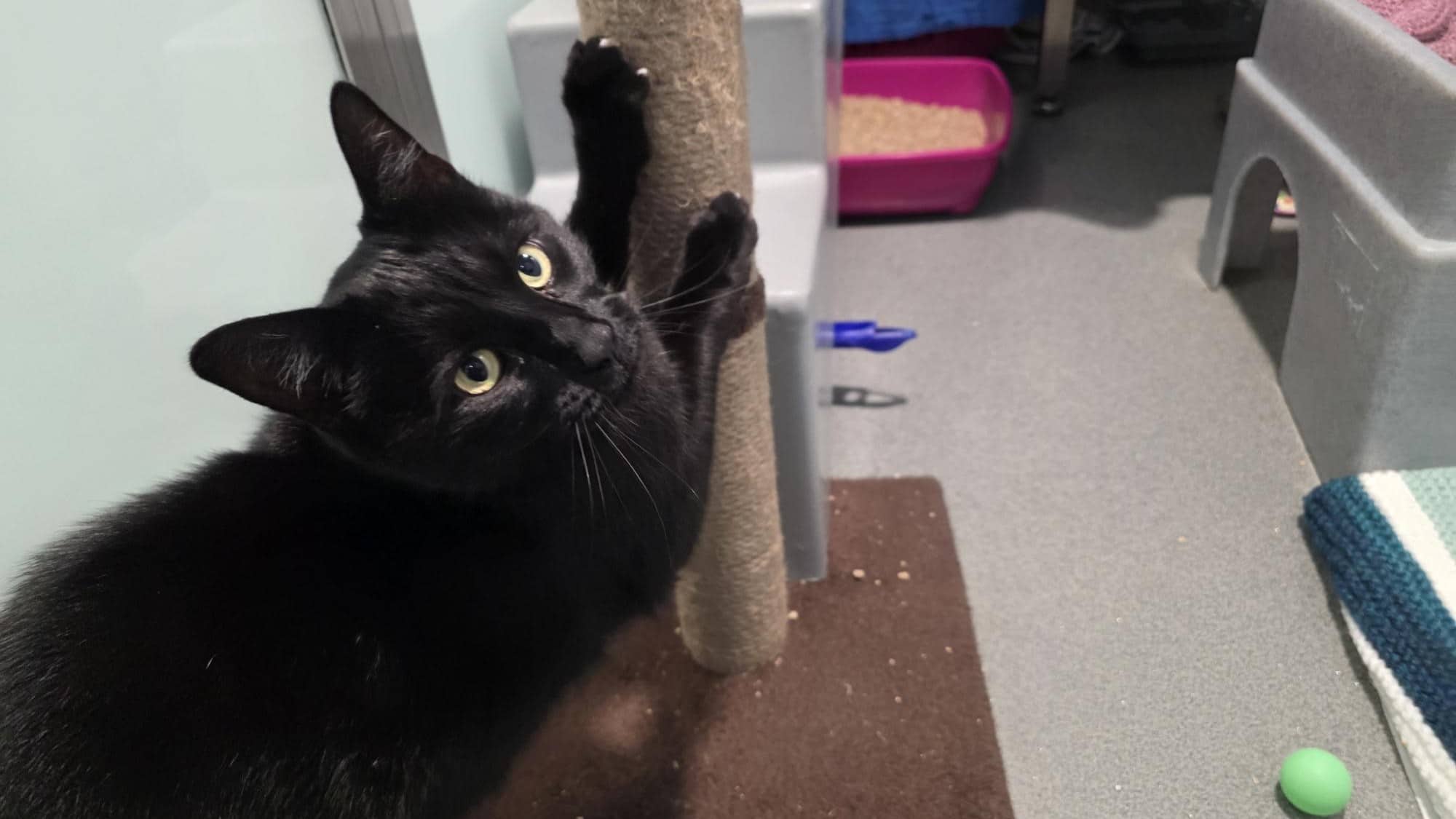 Tonton, domestic shorthair for adoption in London