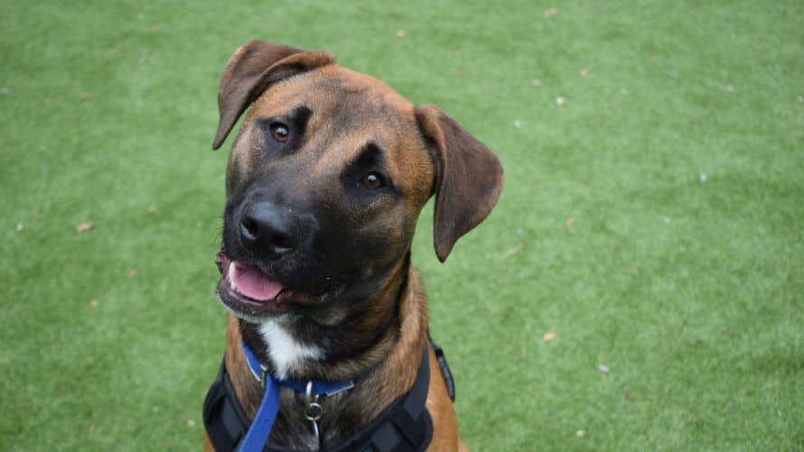 Tigger, belgian shepherd for adoption in Old Windsor