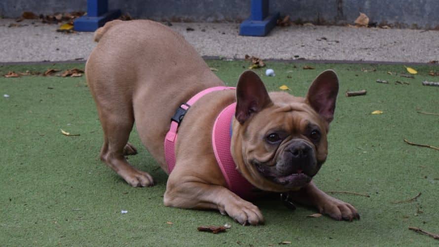 Rocco, french bulldog for adoption in Old Windsor