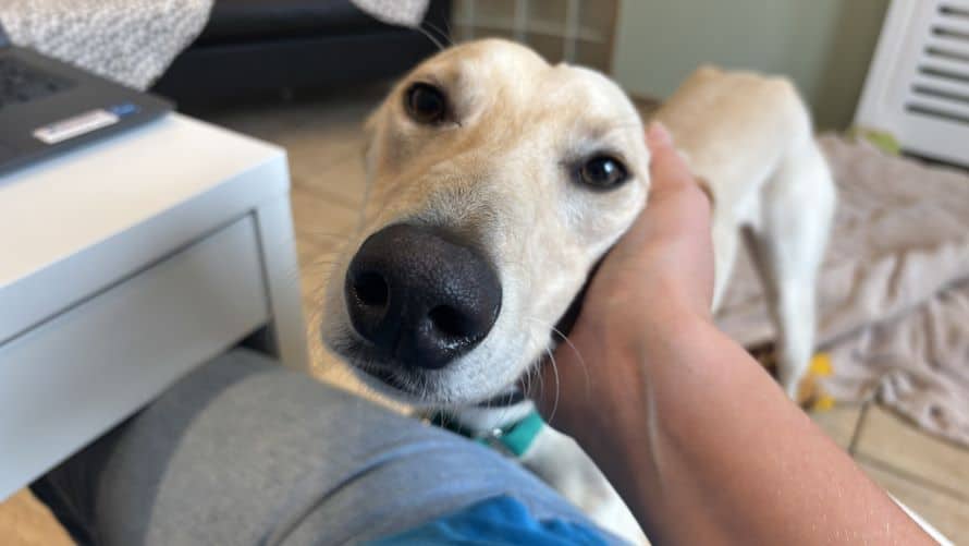Michael, lurcher for adoption in Old Windsor