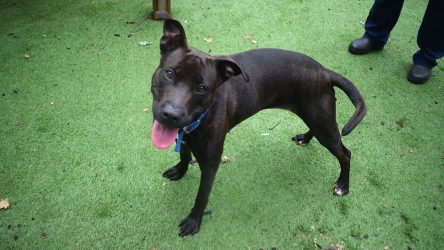 Heidi, staff bull terrier for adoption in Old Windsor