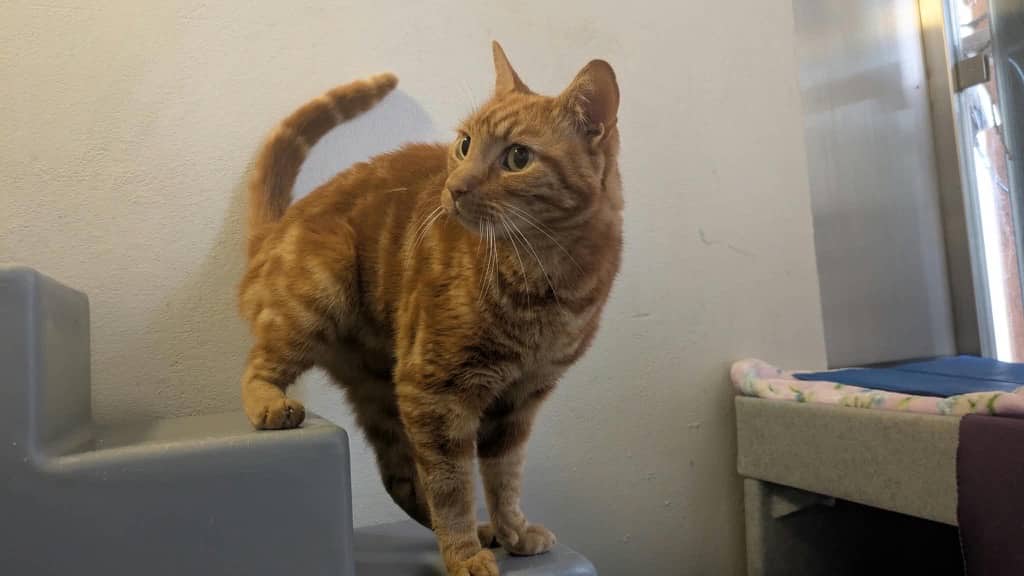 Charlie, domestic shorthair for adoption in Old Windsor