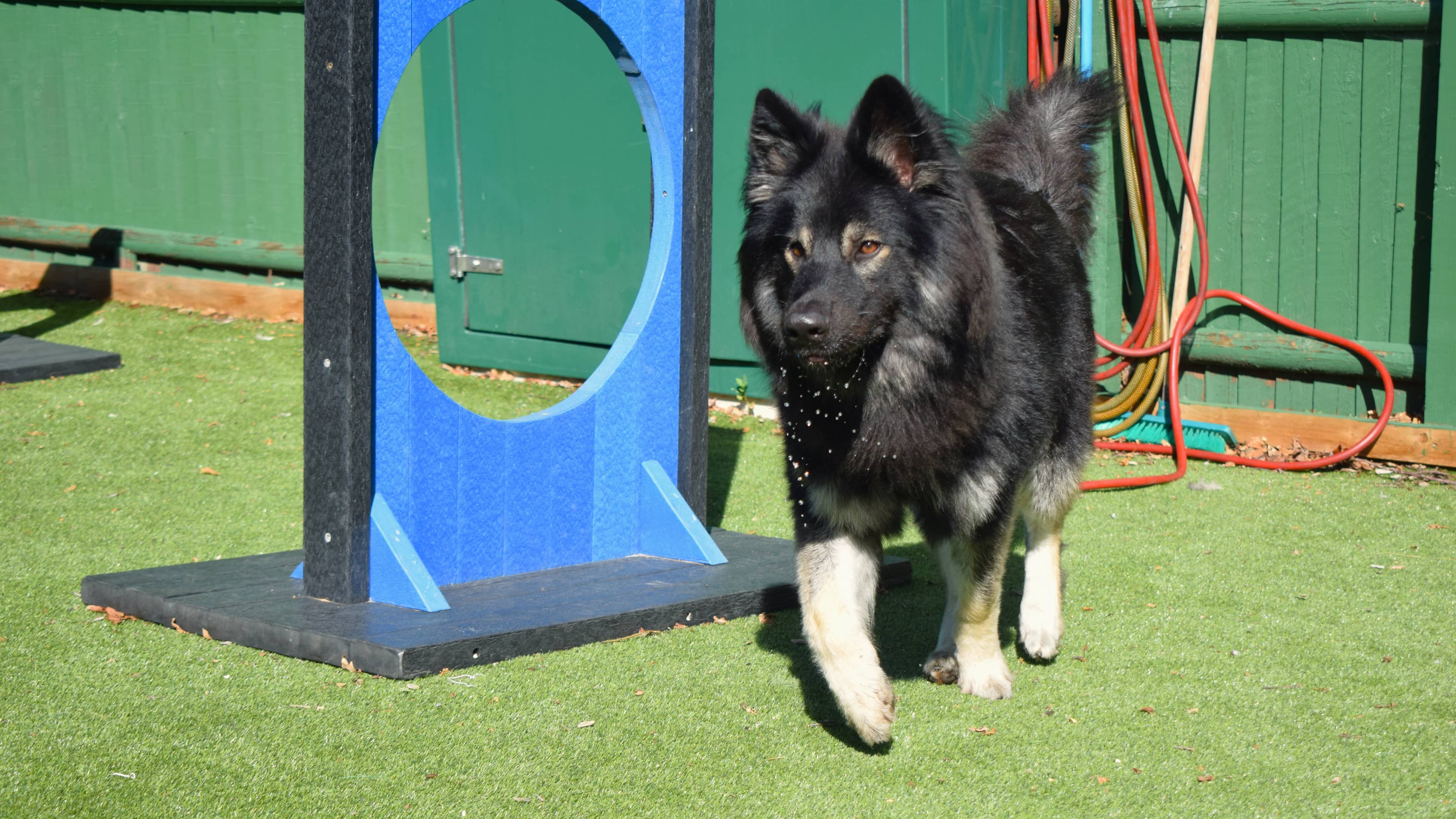 Jaxx, german shepherd for adoption in Old Windsor