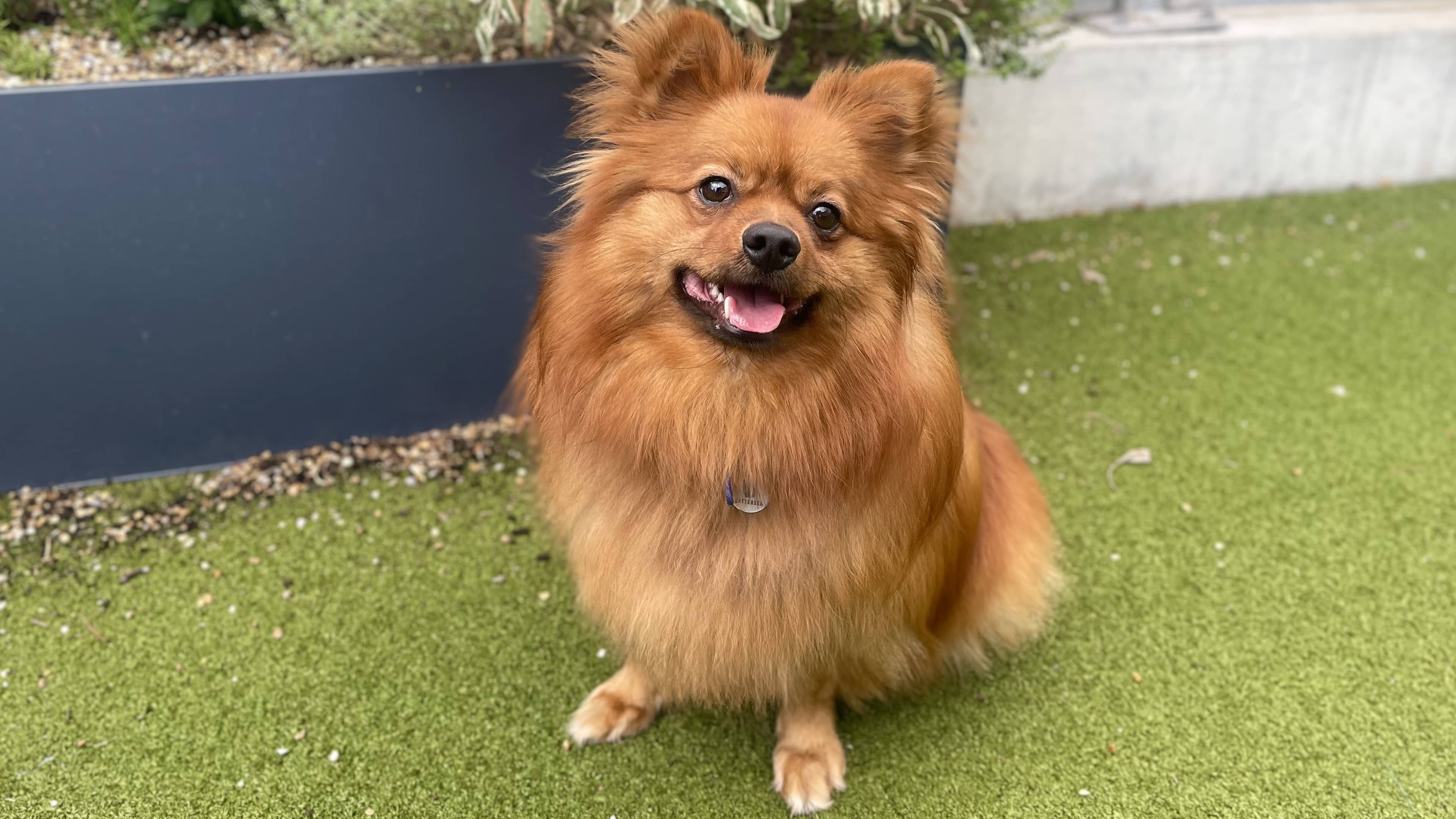 Bailey, german spitz for adoption in London