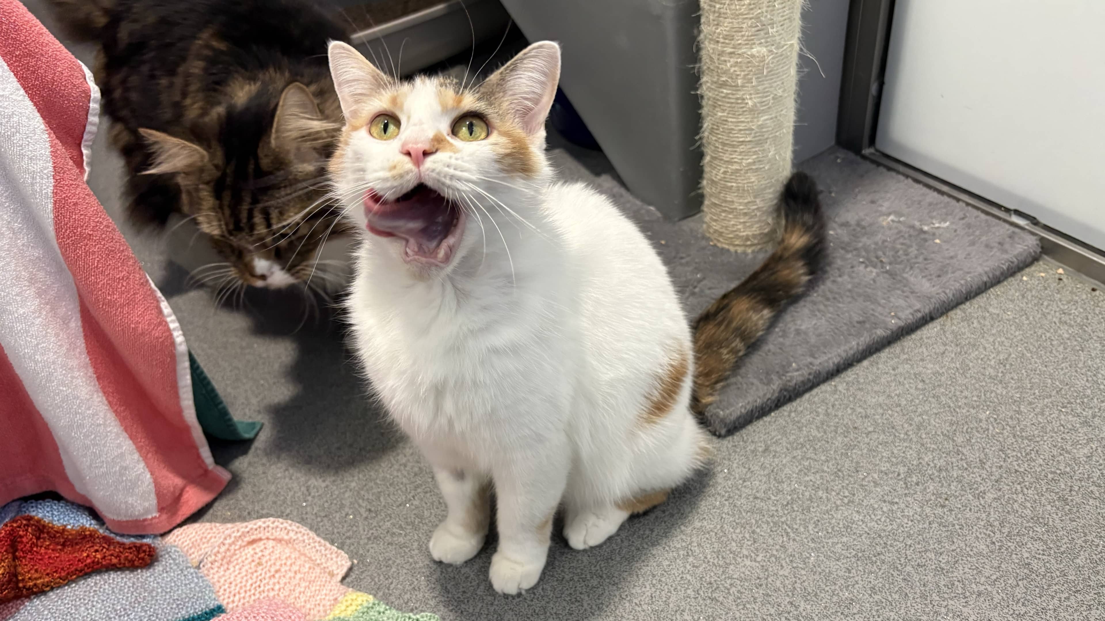 Cinnamon, domestic shorthair for adoption in London