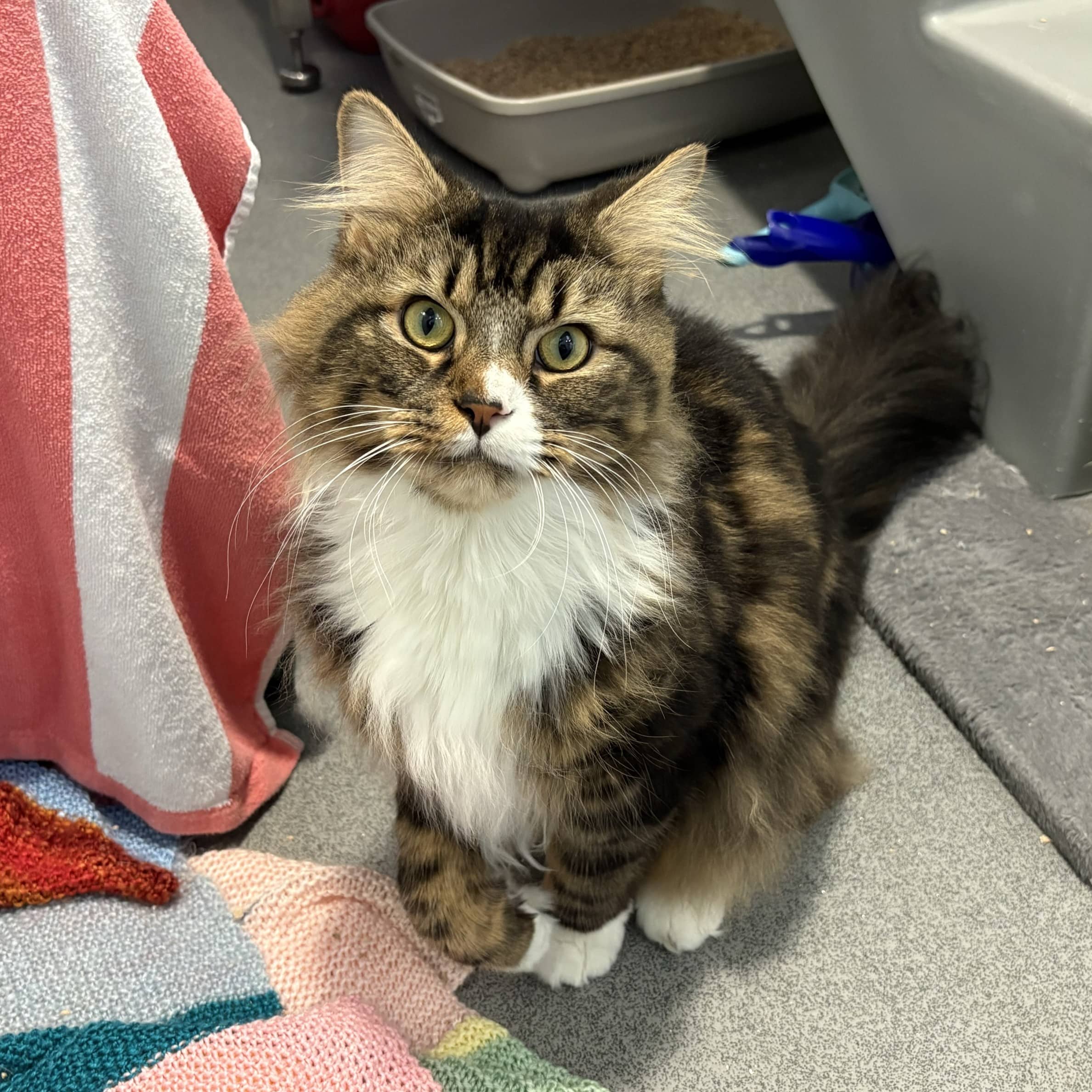 Olive, domestic longhair for adoption in London