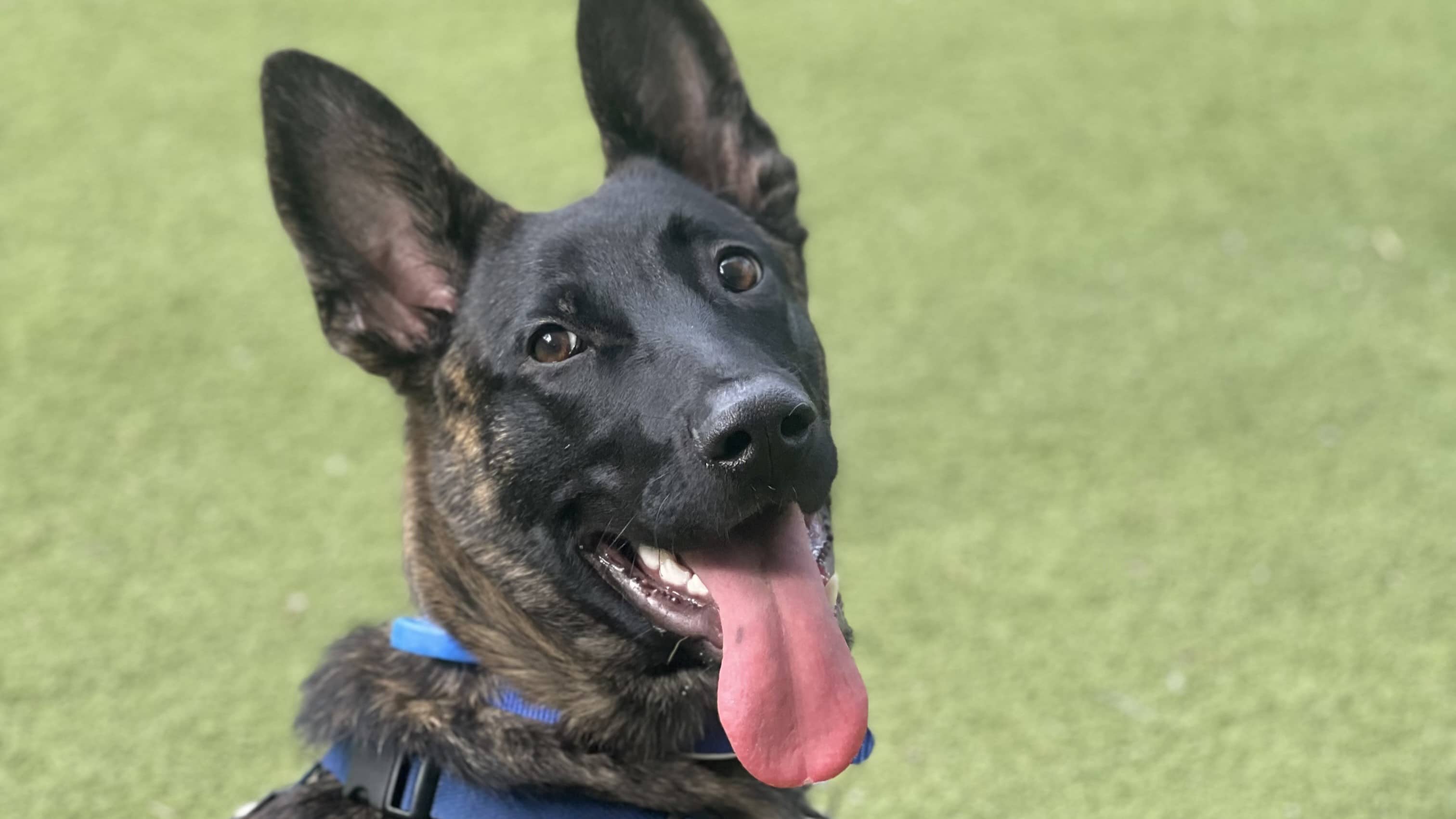 Patch, dutch shepherd for adoption in London