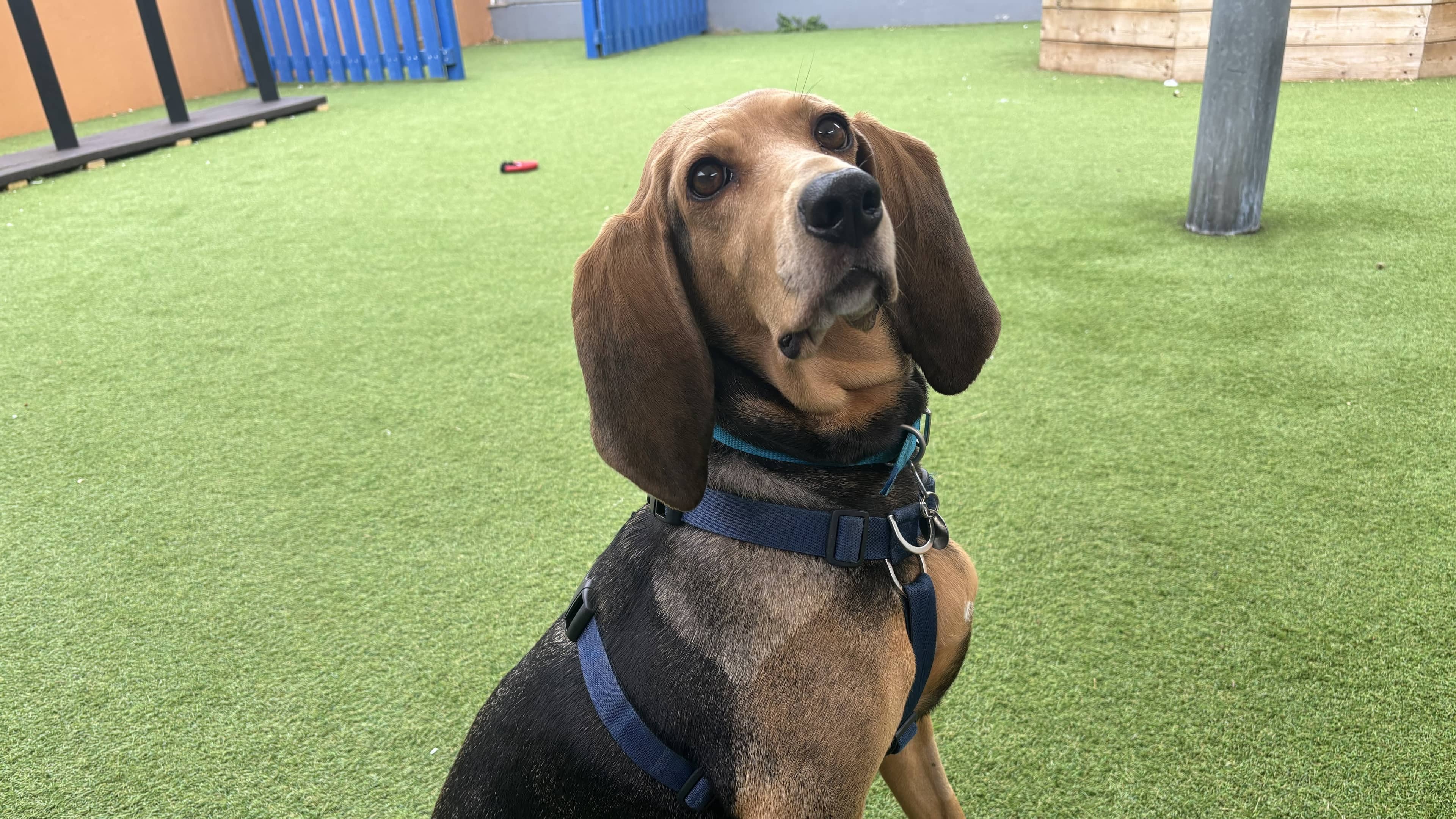 Dolly, coonhound for adoption in London